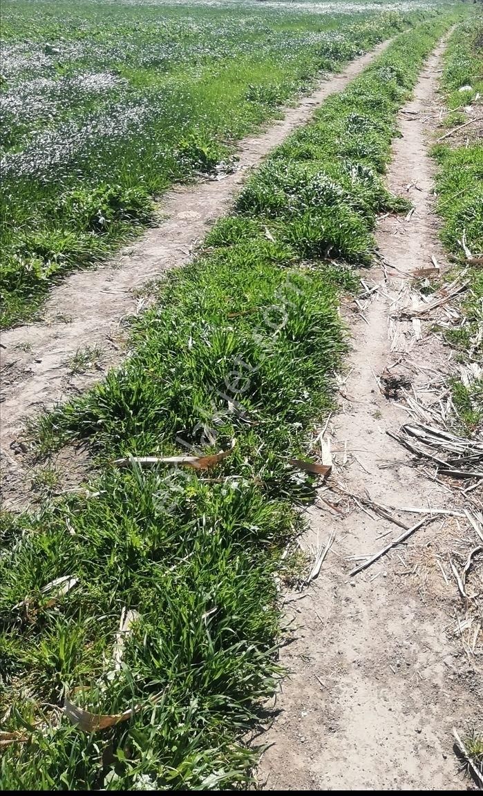 Yukarıkırıklar Ovasında Düz Verimli Tarla - Görsel 11