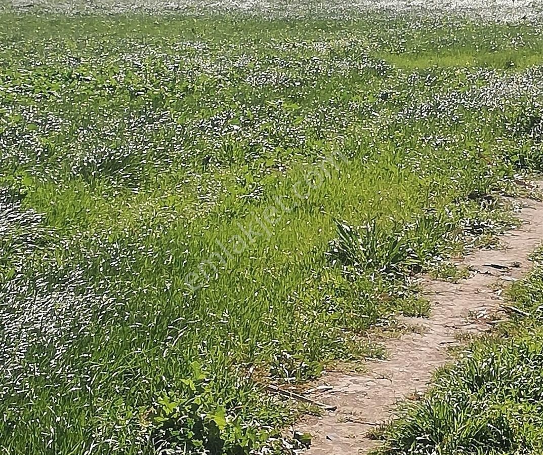 Yukarıkırıklar Ovasında Düz Verimli Tarla - Görsel 6