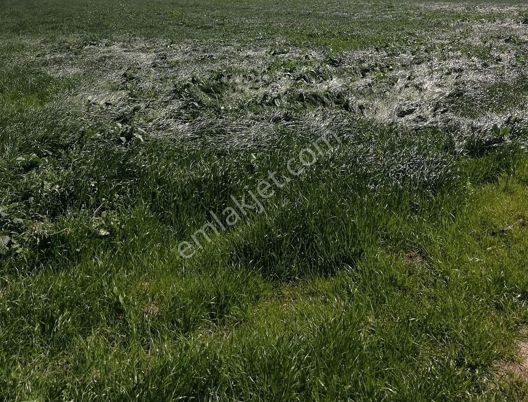 Yukarıkırıklar Ovasında Düz Verimli Tarla - Görsel 7