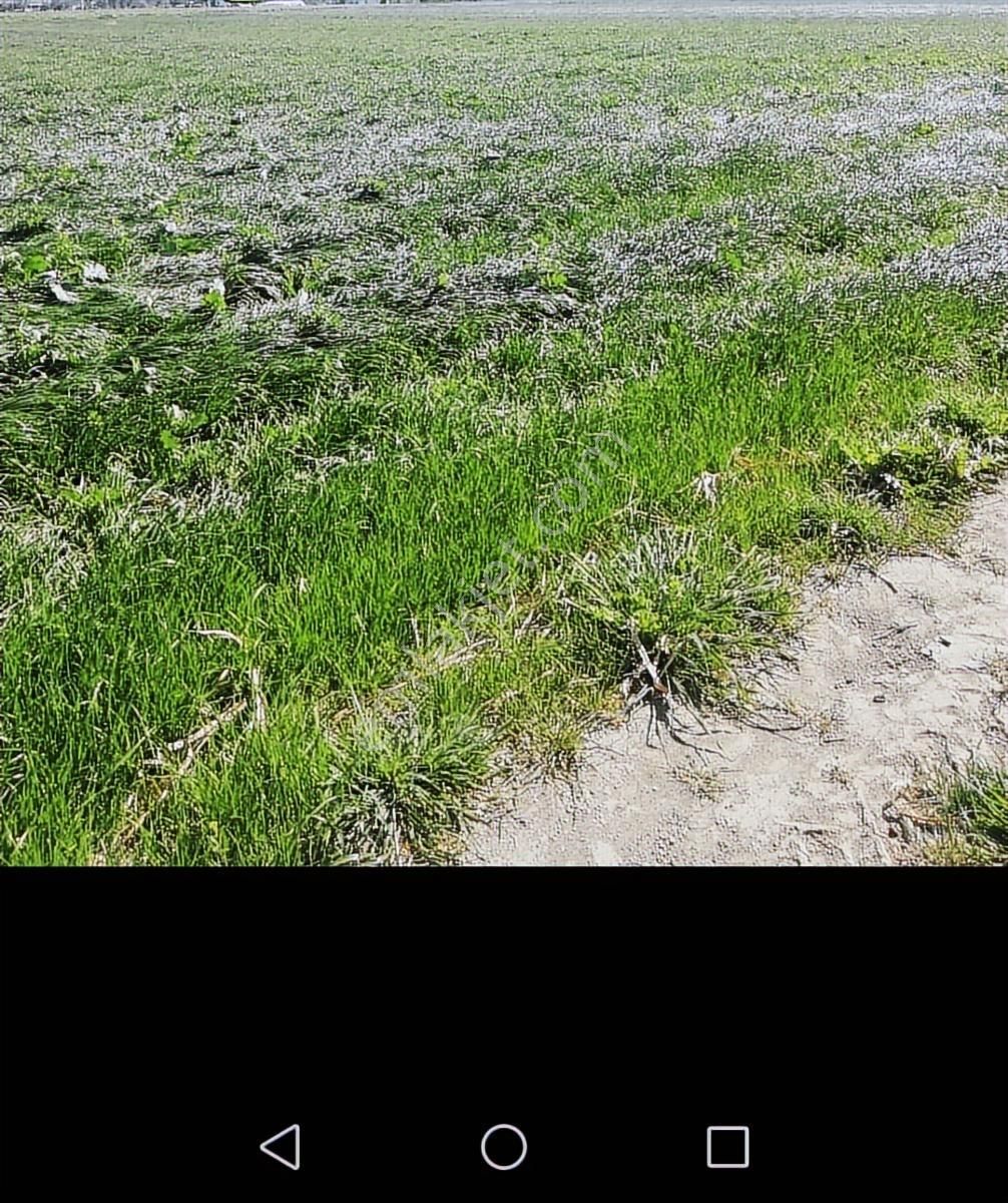 Yukarıkırıklar Ovasında Düz Verimli Tarla - Görsel 10