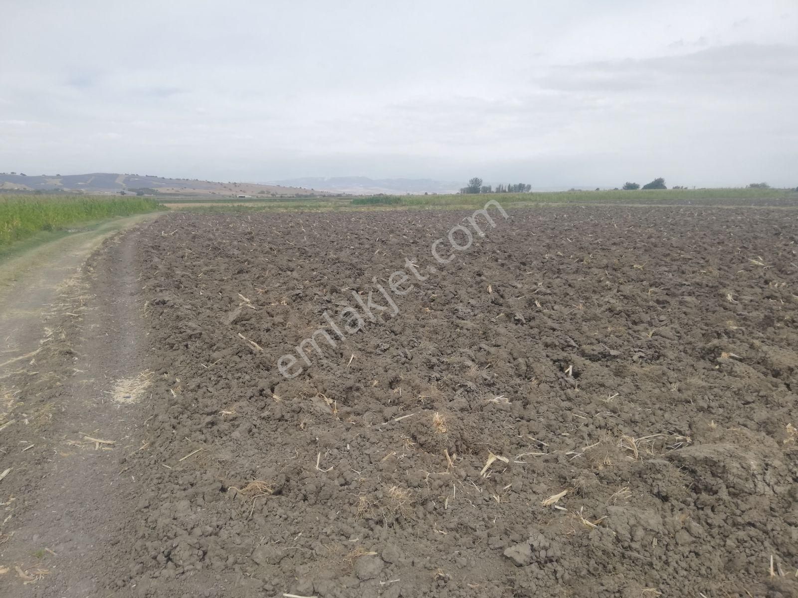 Yukarıkırıklar Ovasında Düz Verimli Tarla - Görsel 9