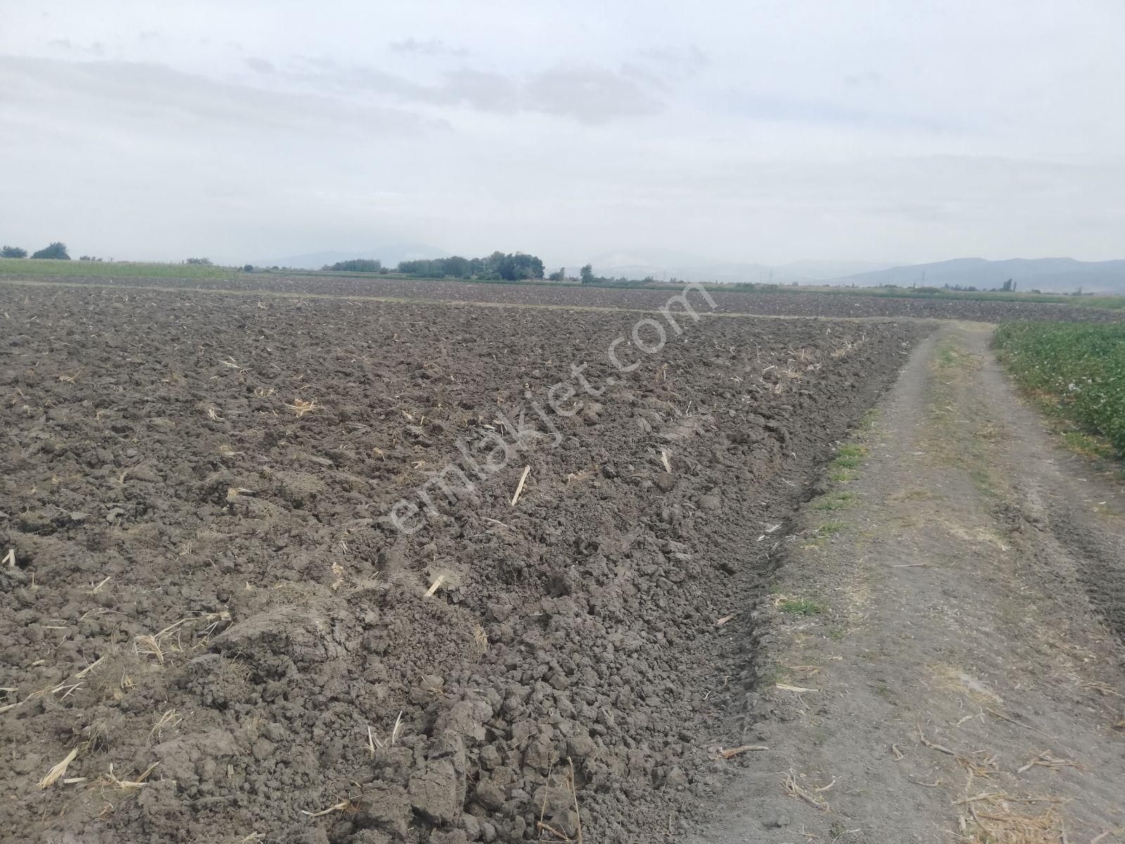 Yukarıkırıklar Ovasında Düz Verimli Tarla - Görsel 3