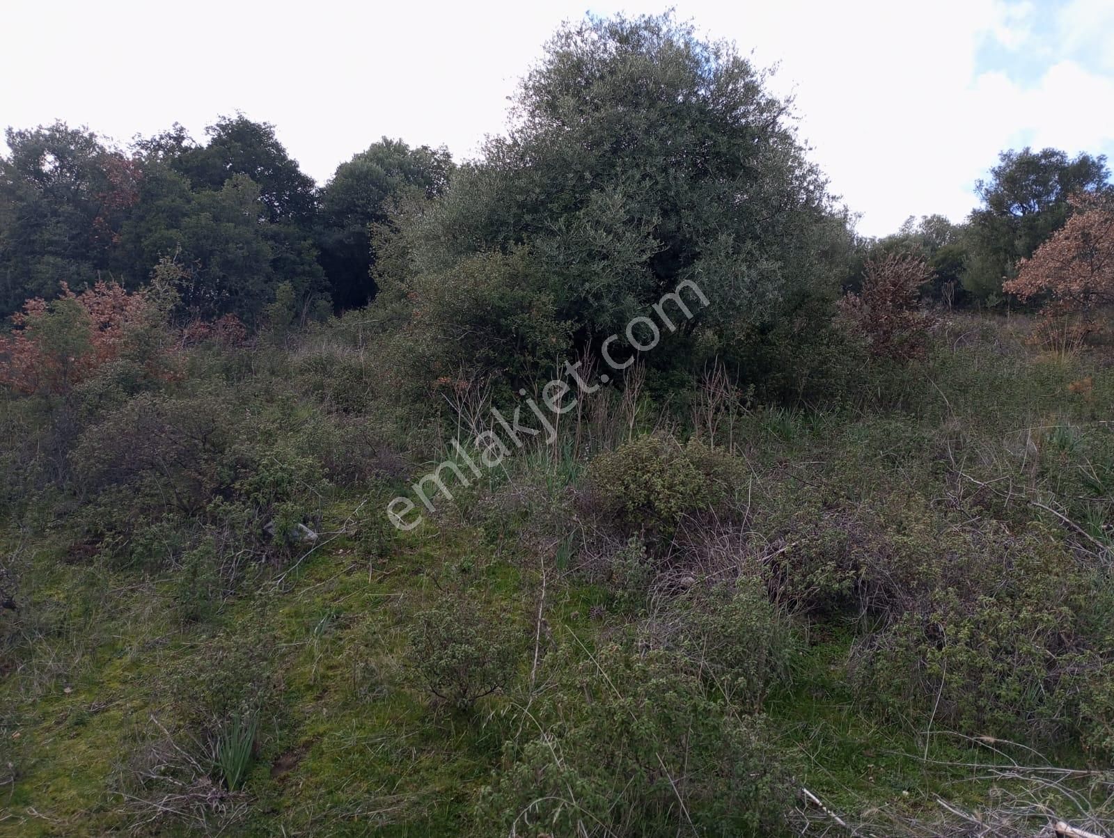 Karacasu Bahçeköy Mahallesin De Satılık Zeytinlik - Görsel 6