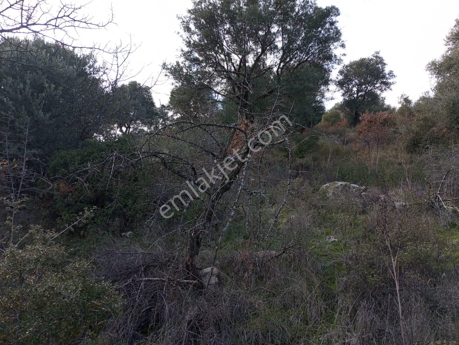 Karacasu Bahçeköy Mahallesin De Satılık Zeytinlik - Görsel 13