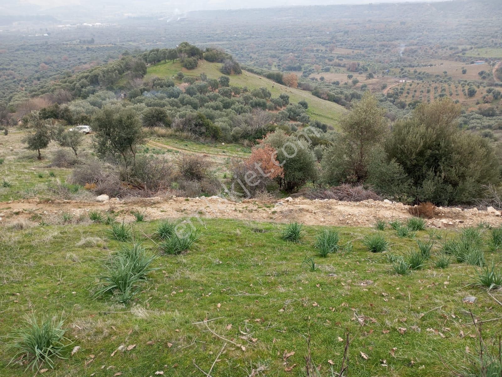 Karacasu Bahçeköy Mahallesin De Satılık Zeytinlik - Görsel 2