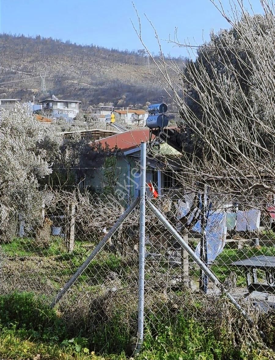 Foça Yeniköyde 569 M2 Zeytinlik Satılıktır - Görsel 3