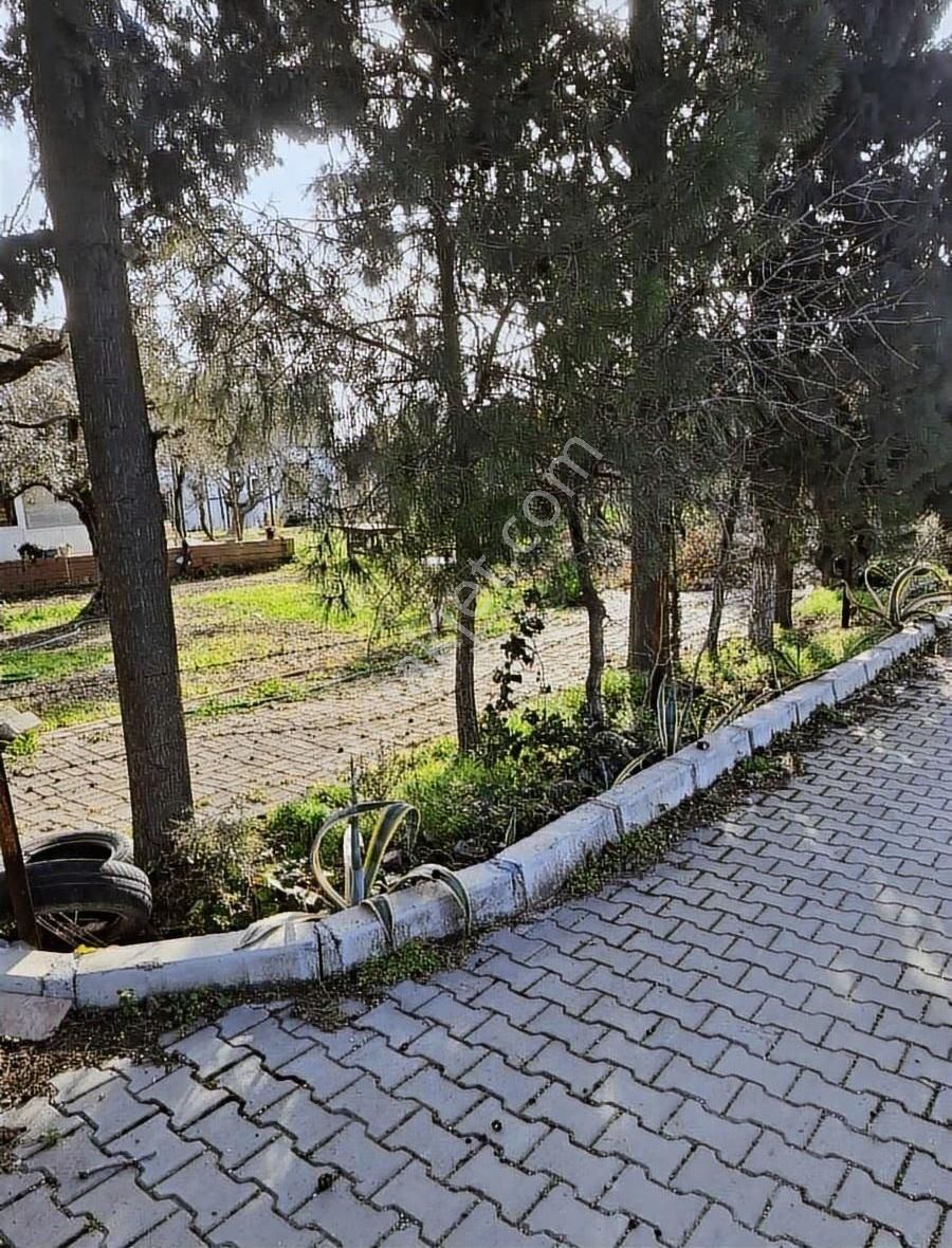 Foça Yeniköyde 569 M2 Zeytinlik Satılıktır - Görsel 17