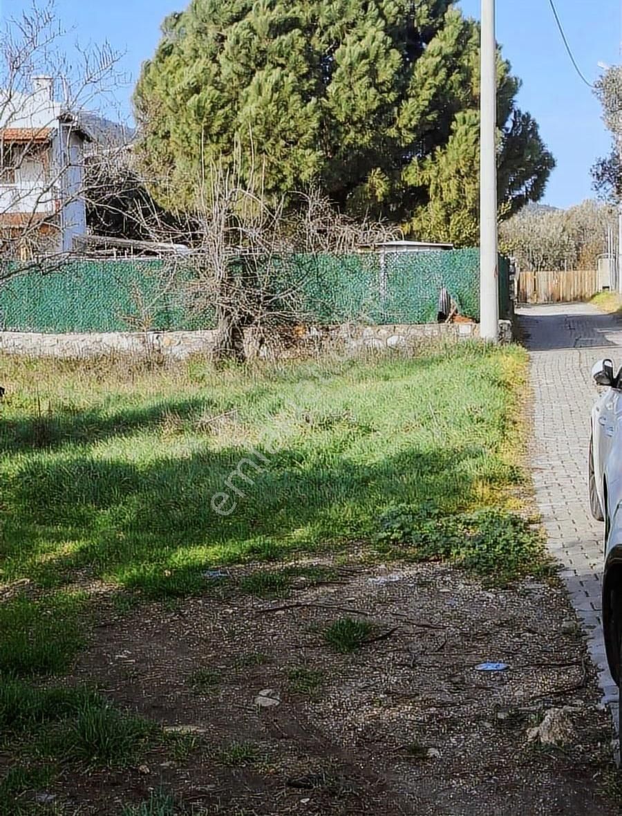 Foça Yeniköyde 569 M2 Zeytinlik Satılıktır - Görsel 6