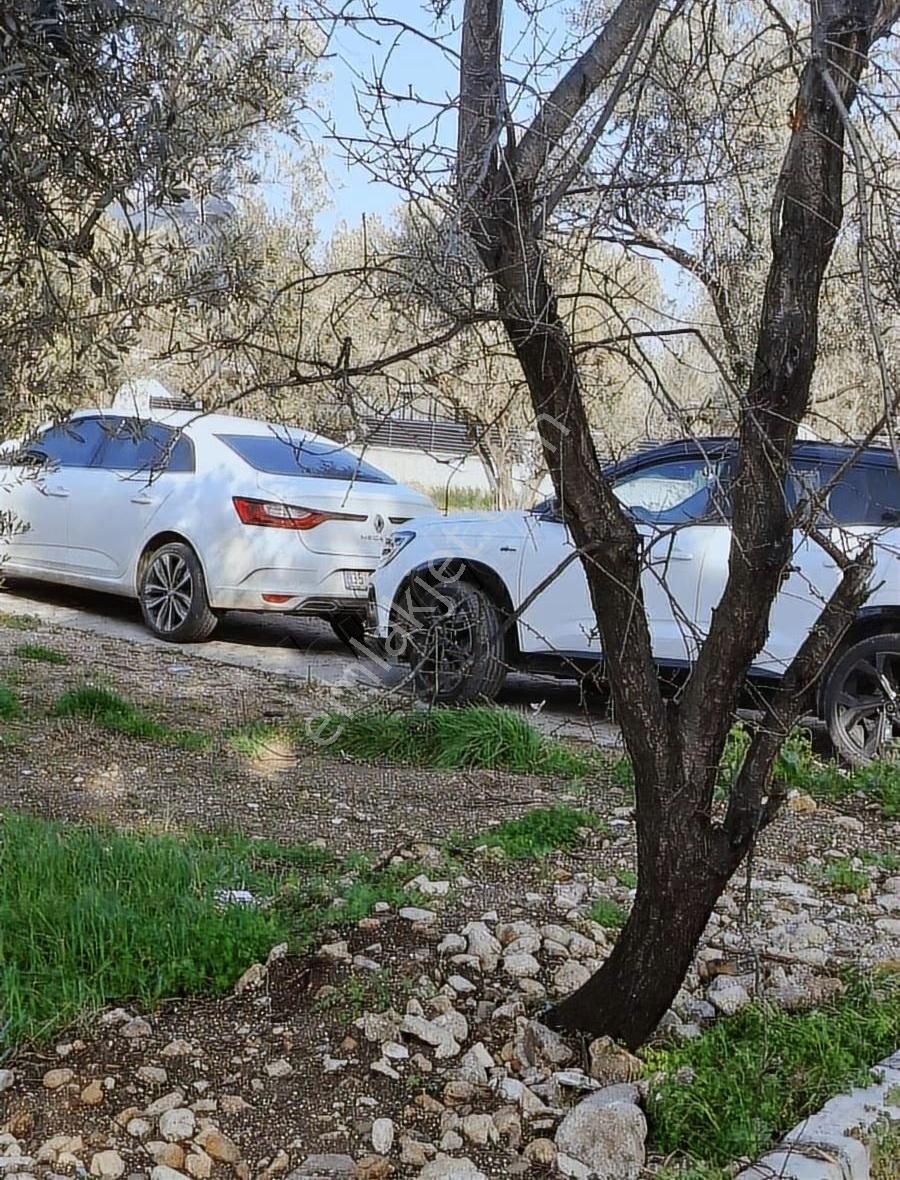 Foça Yeniköyde 569 M2 Zeytinlik Satılıktır - Görsel 18