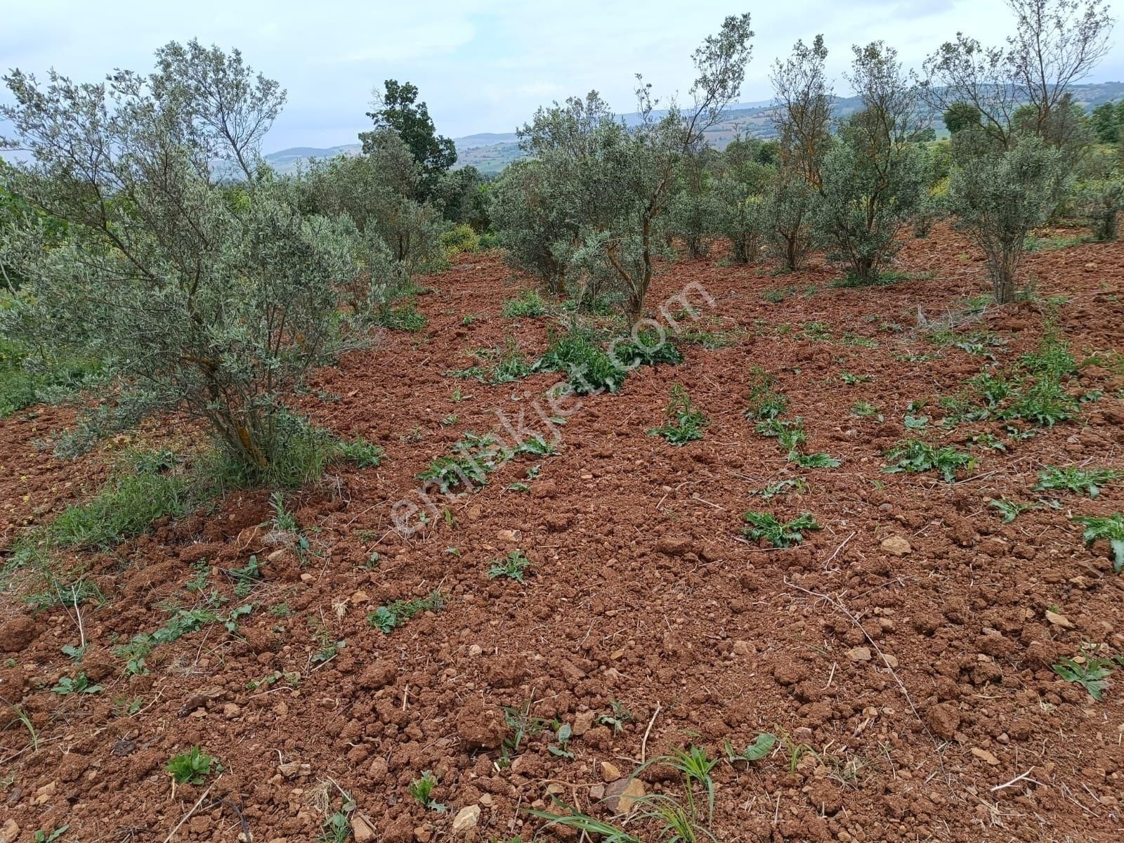 Özlem Emlak'tan Yenişehir Terziler Satılık Zeytinlik ! - Görsel 7