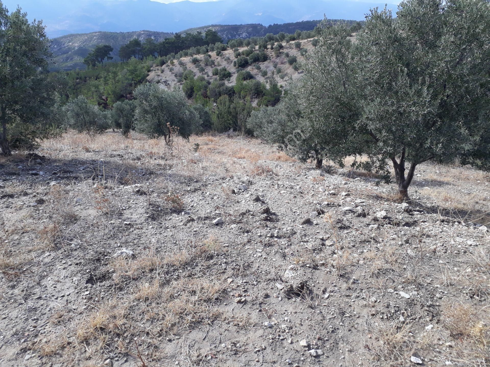 Karacasu Karacaören Mah De Satılık Zeytinlik Ve Taş Yapı 87.500 M2 - Görsel 33