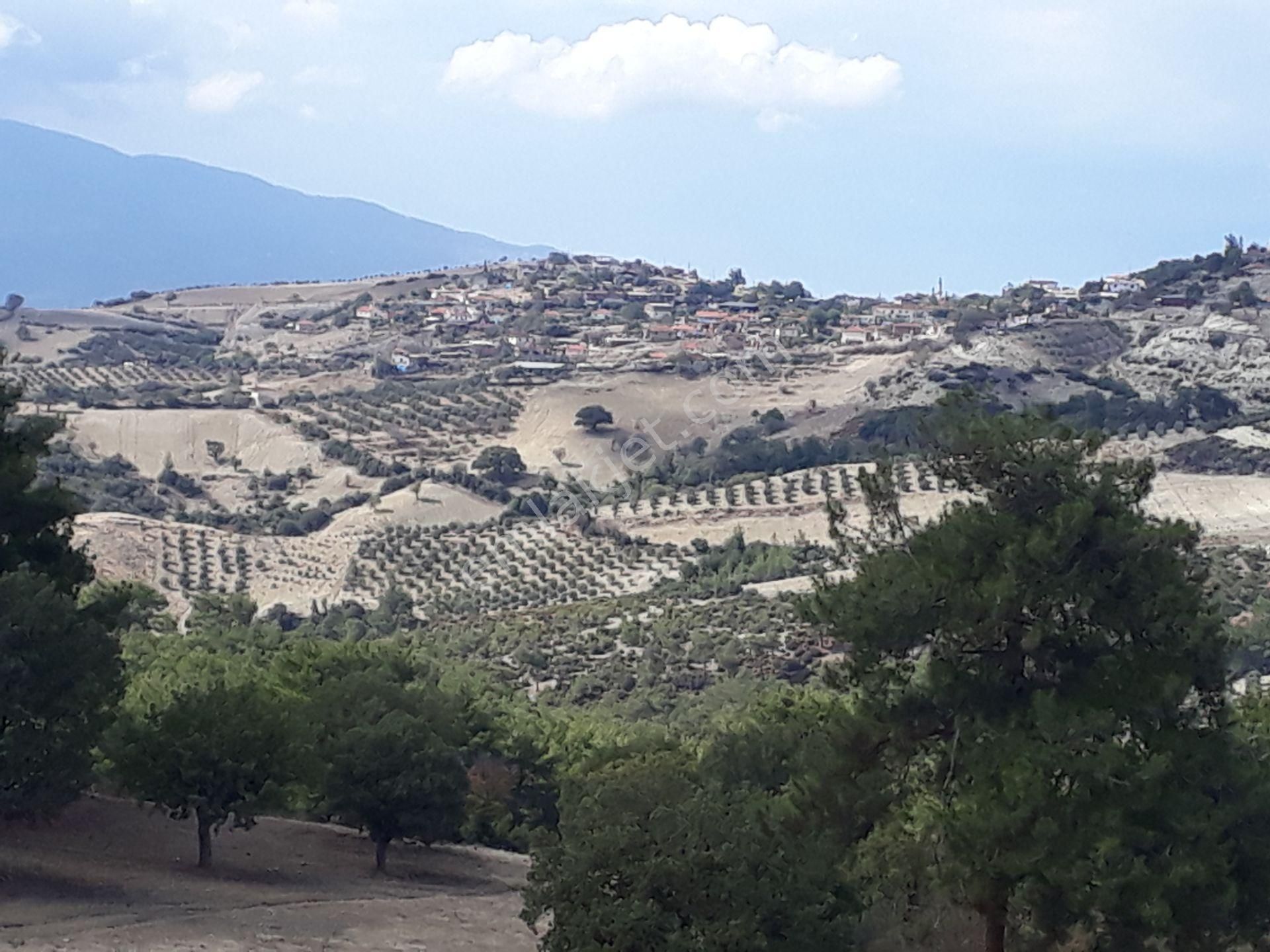 Karacasu Karacaören Mah De Satılık Zeytinlik Ve Taş Yapı 87.500 M2 - Görsel 8