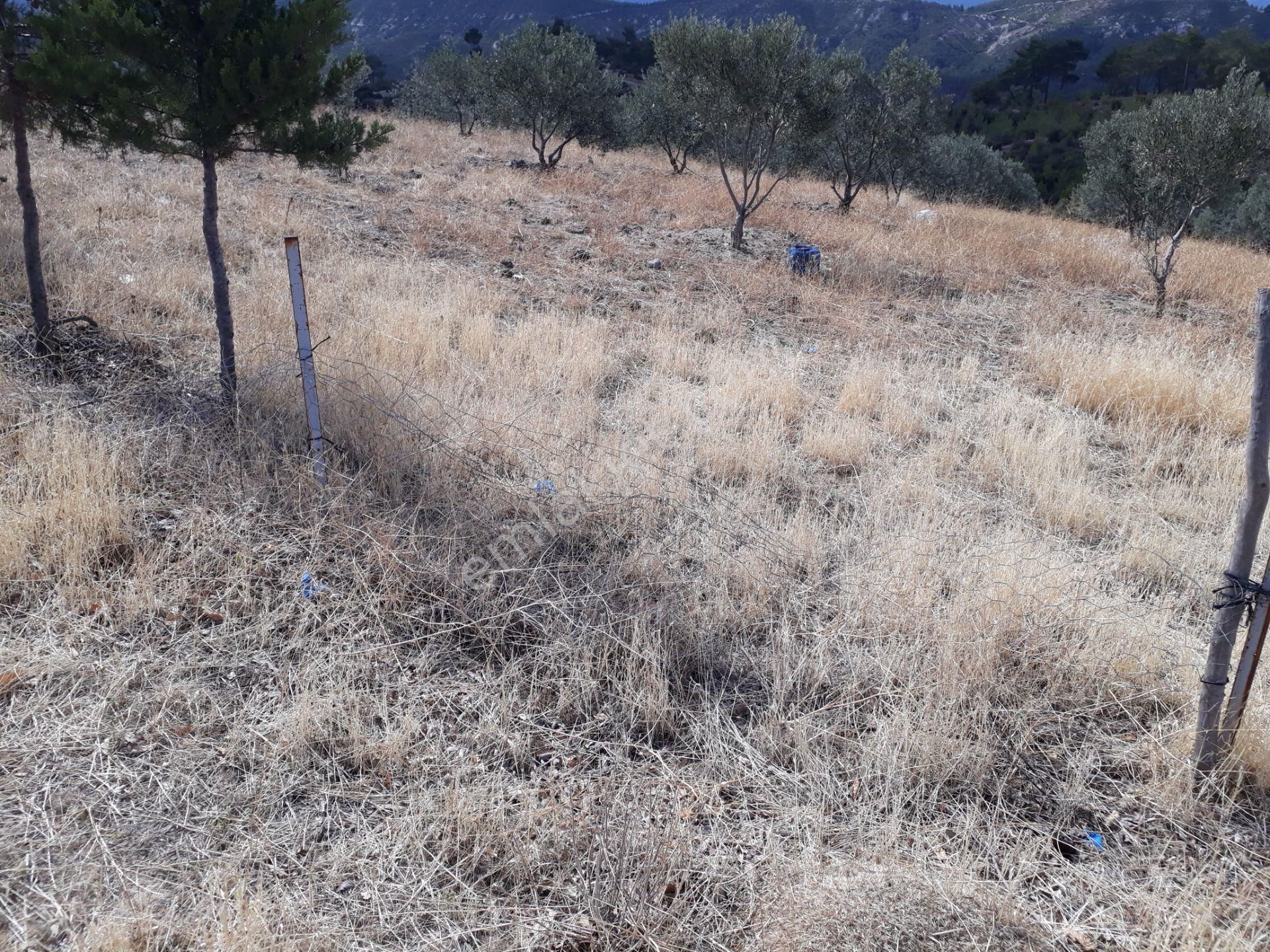 Karacasu Karacaören Mah De Satılık Zeytinlik Ve Taş Yapı 87.500 M2 - Görsel 25