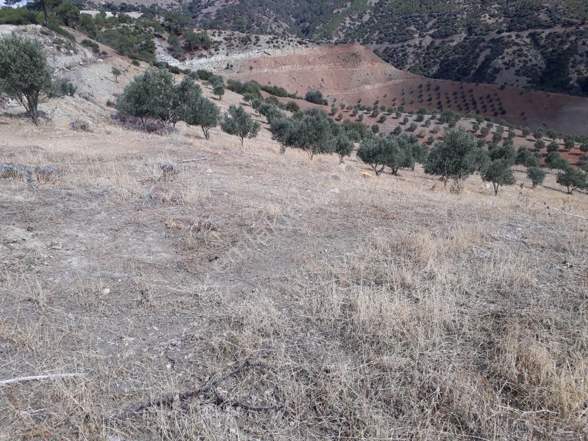 Karacasu Karacaören Mah De Satılık Zeytinlik Ve Taş Yapı 87.500 M2 - Görsel 26