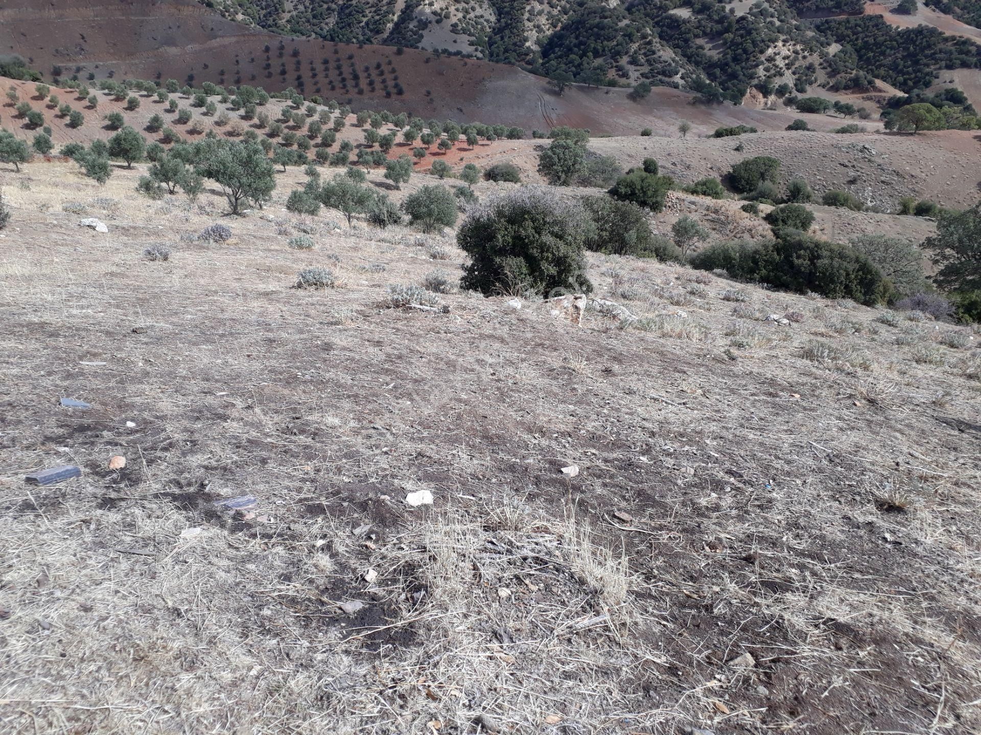 Karacasu Karacaören Mah De Satılık Zeytinlik Ve Taş Yapı 87.500 M2 - Görsel 23