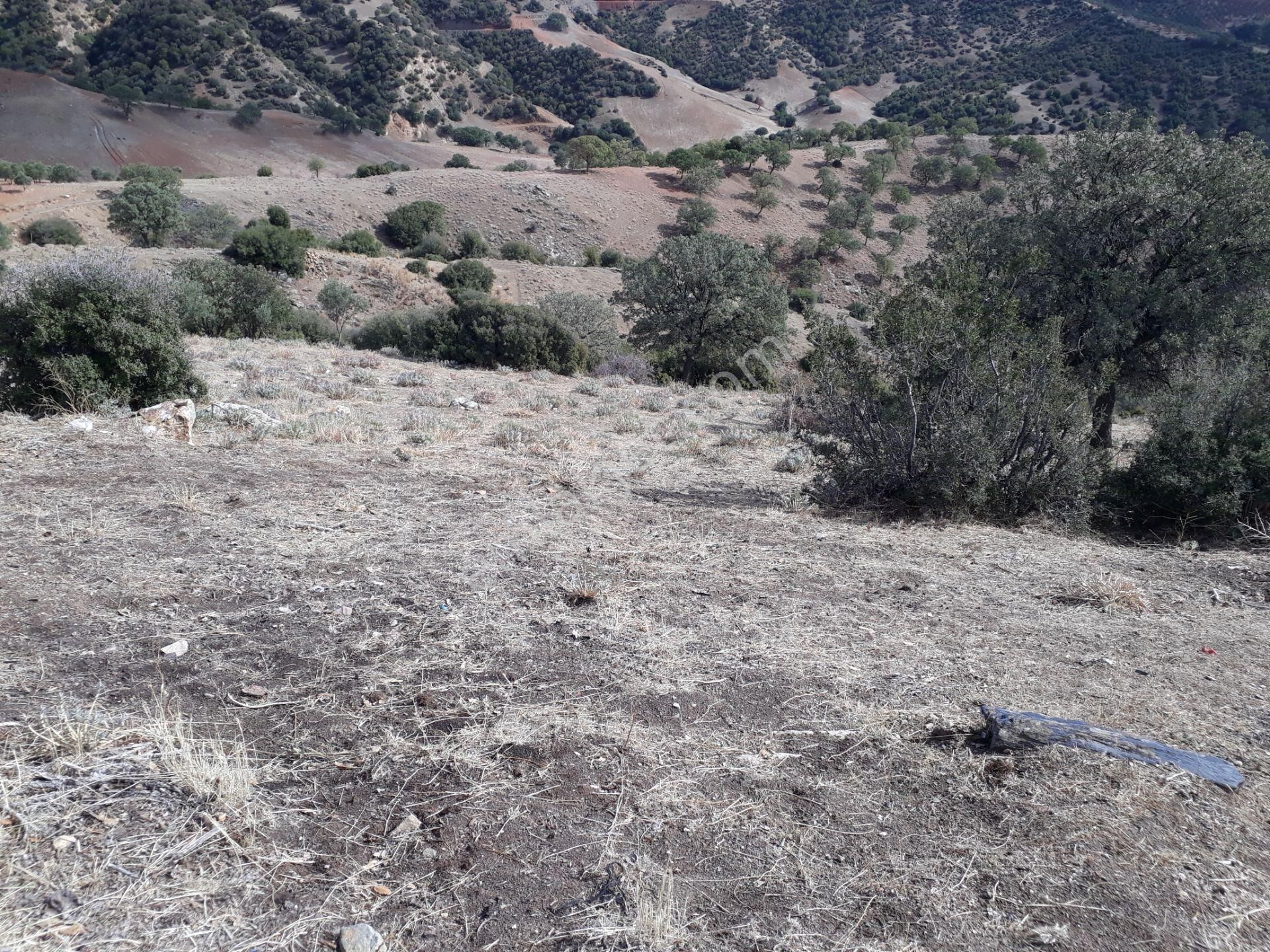Karacasu Karacaören Mah De Satılık Zeytinlik Ve Taş Yapı 87.500 M2 - Görsel 22