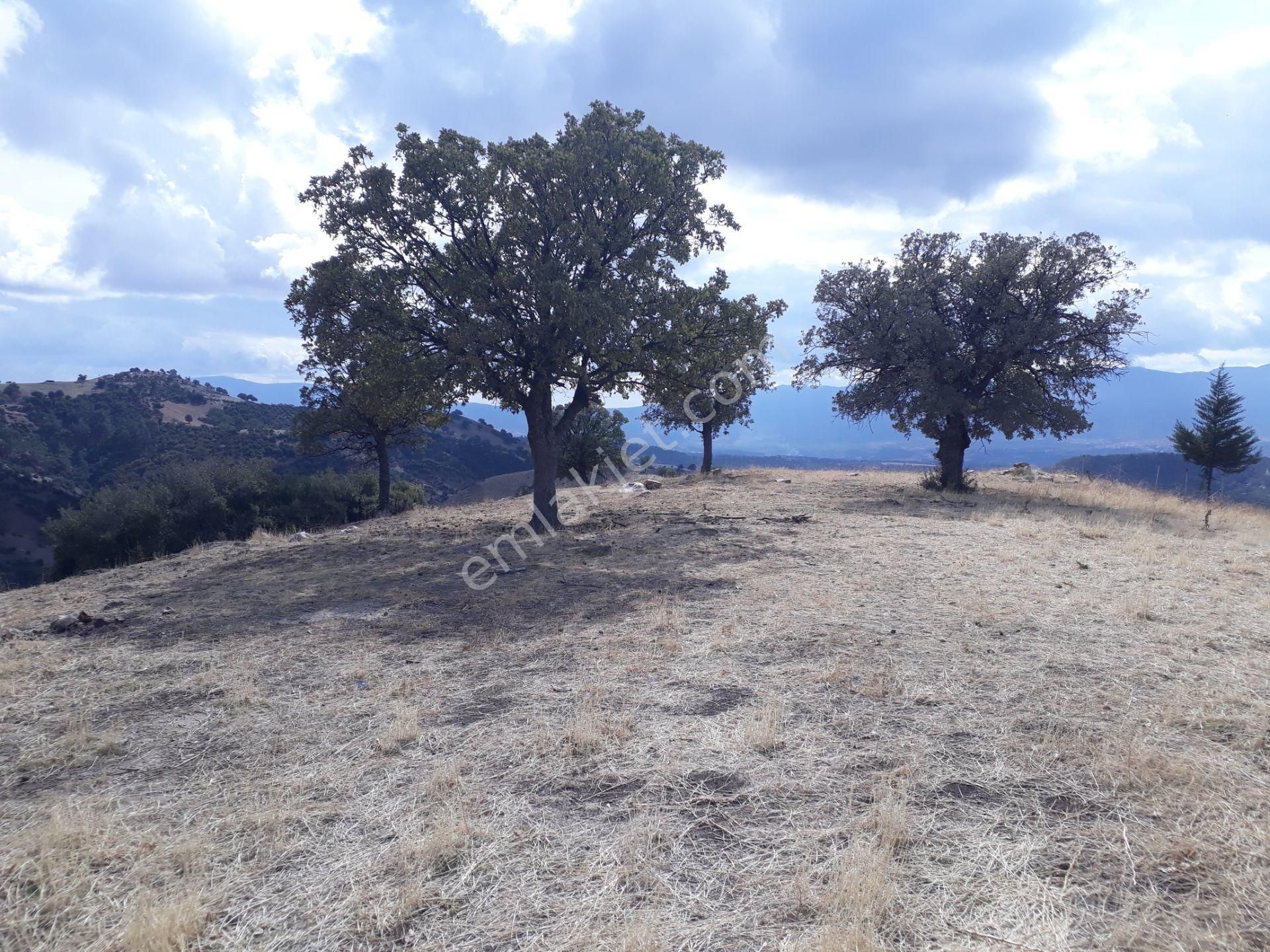 Karacasu Karacaören Mah De Satılık Zeytinlik Ve Taş Yapı 87.500 M2 - Görsel 14