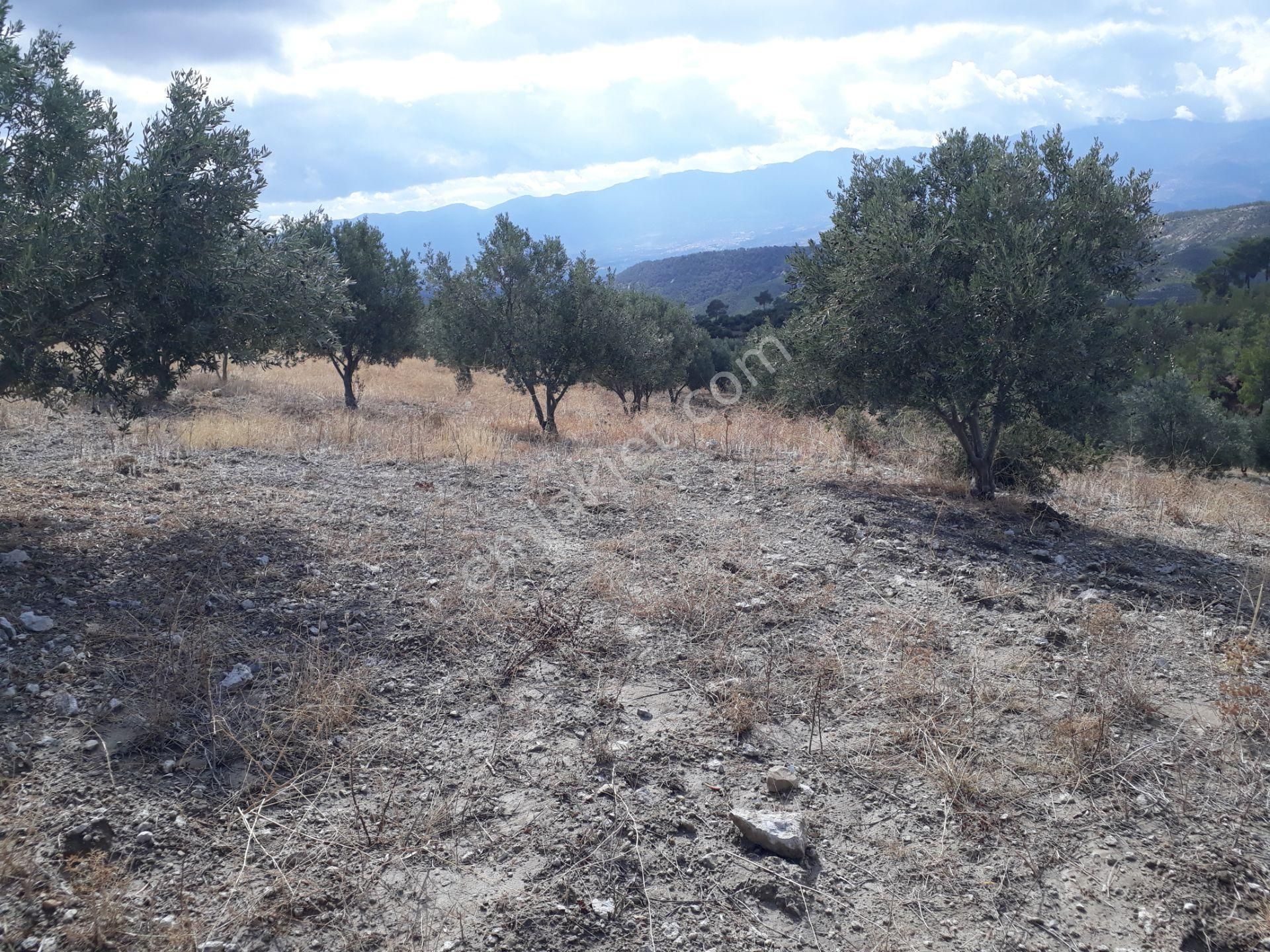 Karacasu Karacaören Mah De Satılık Zeytinlik Ve Taş Yapı 87.500 M2 - Görsel 34