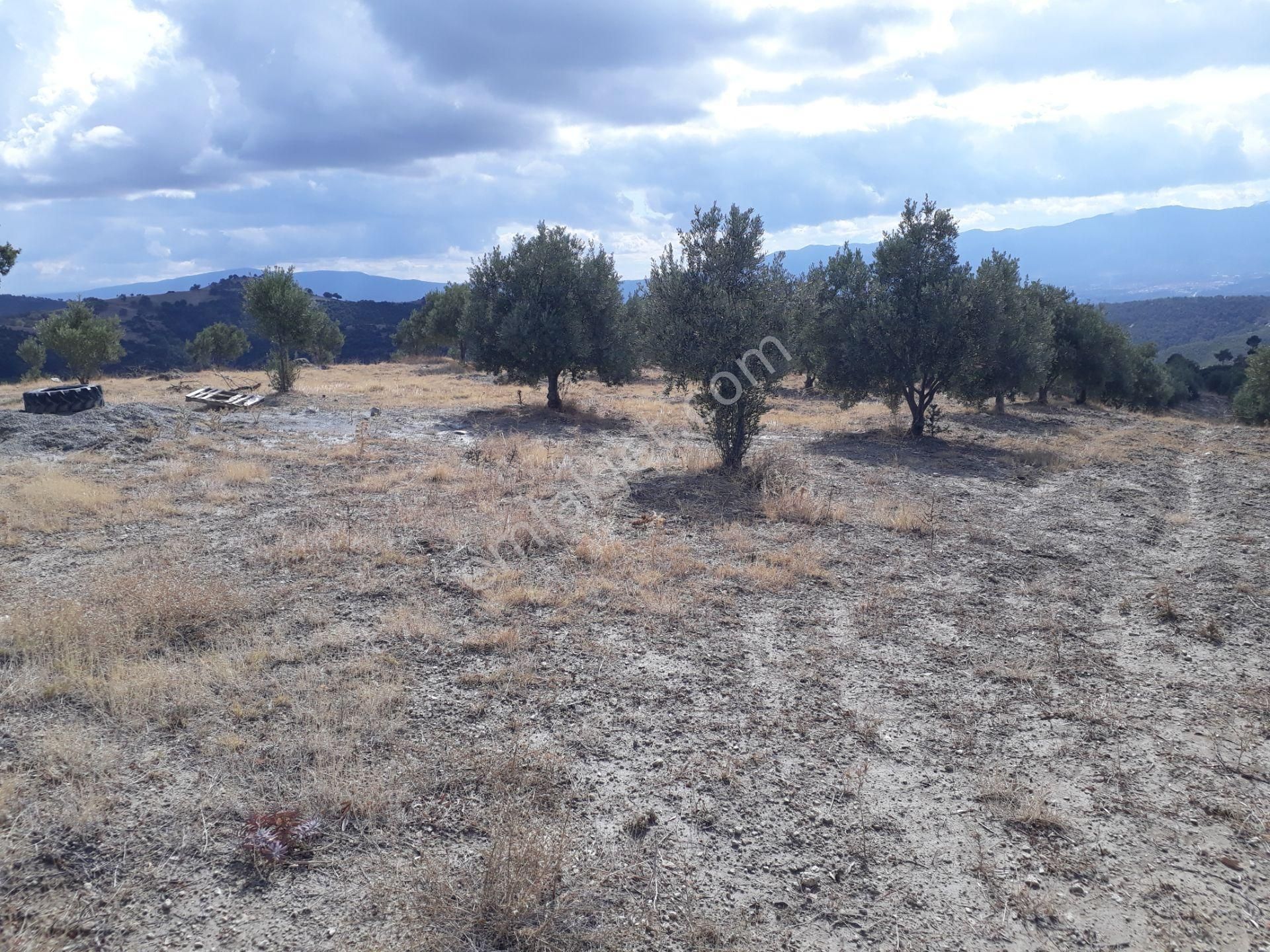 Karacasu Karacaören Mah De Satılık Zeytinlik Ve Taş Yapı 87.500 M2 - Görsel 5