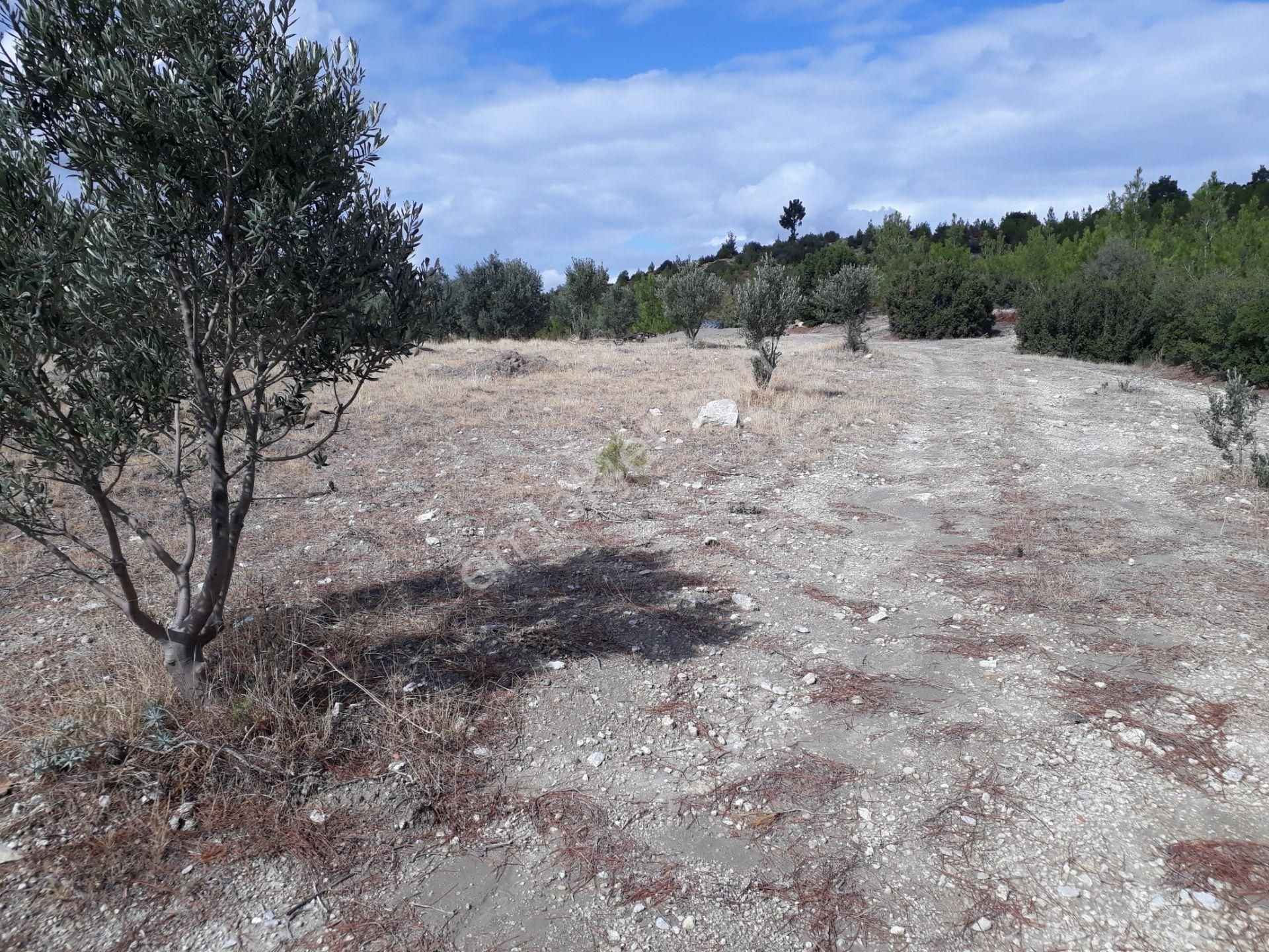 Karacasu Karacaören Mah De Satılık Zeytinlik Ve Taş Yapı 87.500 M2 - Görsel 11