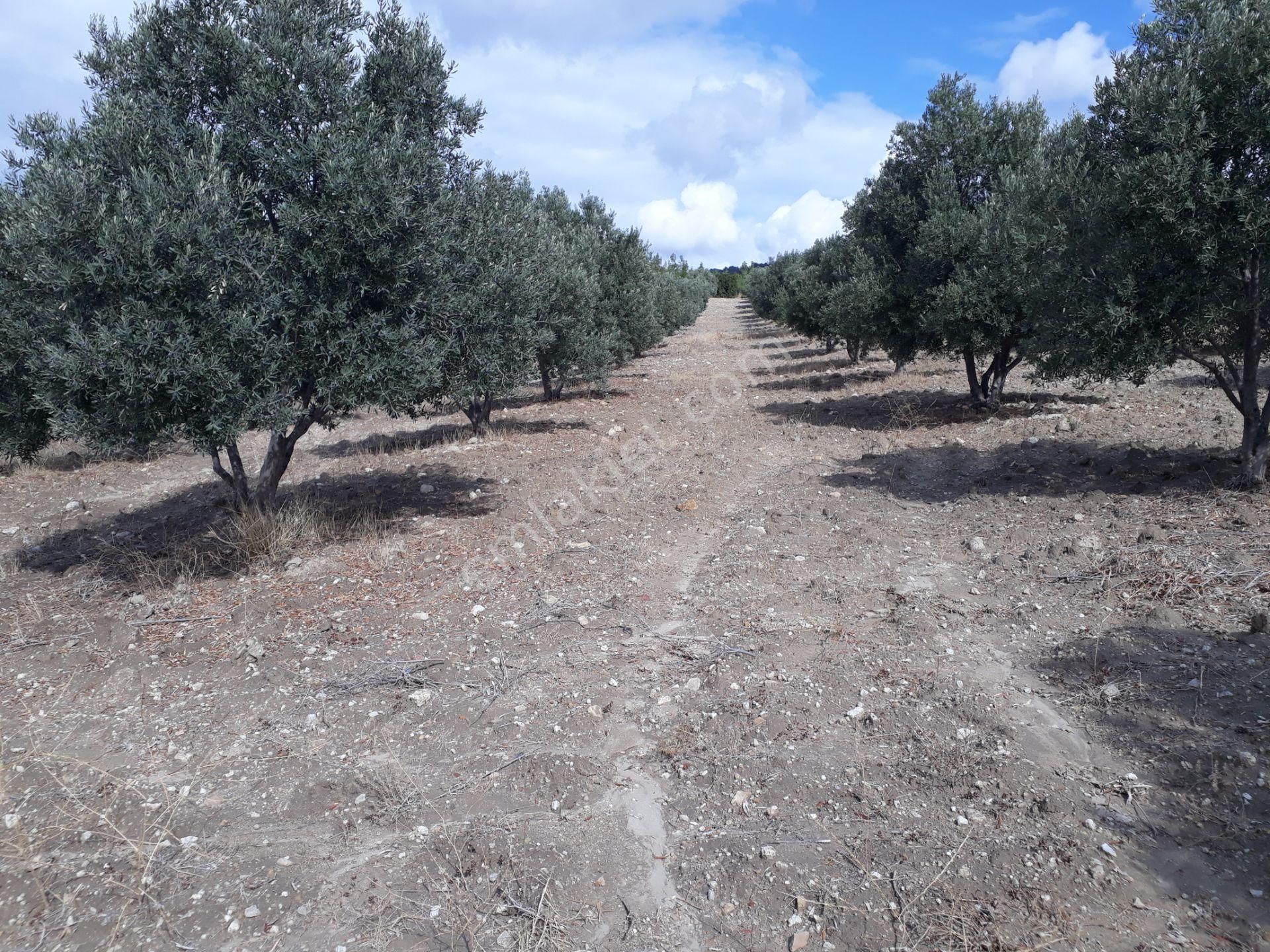 Karacasu Karacaören Mah De Satılık Zeytinlik Ve Taş Yapı 87.500 M2 - Görsel 2