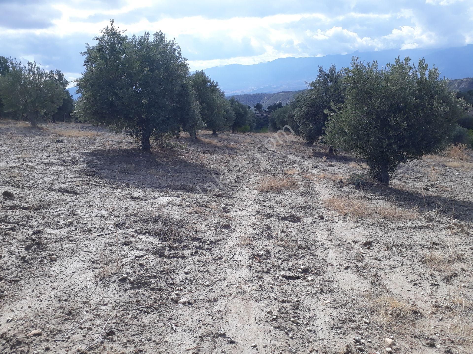 Karacasu Karacaören Mah De Satılık Zeytinlik Ve Taş Yapı 87.500 M2 - Görsel 7