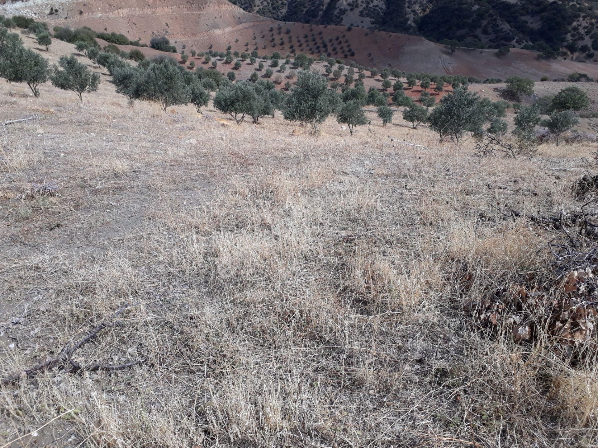 Karacasu Karacaören Mah De Satılık Zeytinlik Ve Taş Yapı 87.500 M2 - Görsel 27