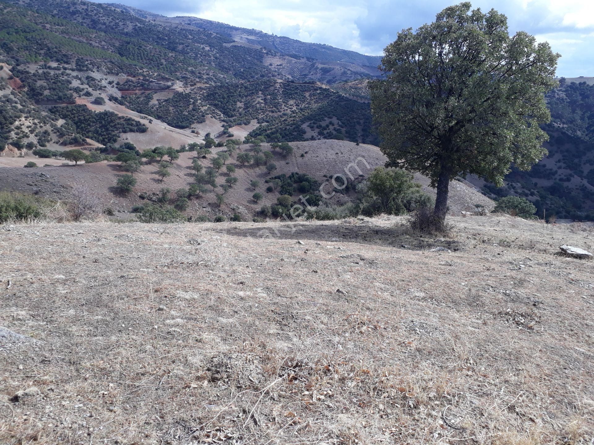 Karacasu Karacaören Mah De Satılık Zeytinlik Ve Taş Yapı 87.500 M2 - Görsel 15