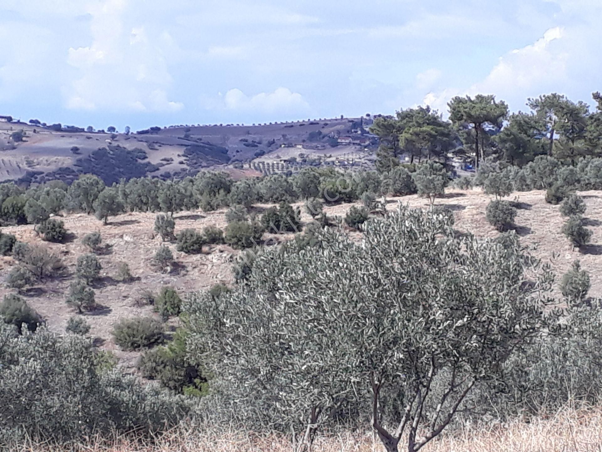 Karacasu Karacaören Mah De Satılık Zeytinlik Ve Taş Yapı 87.500 M2 - Görsel 18