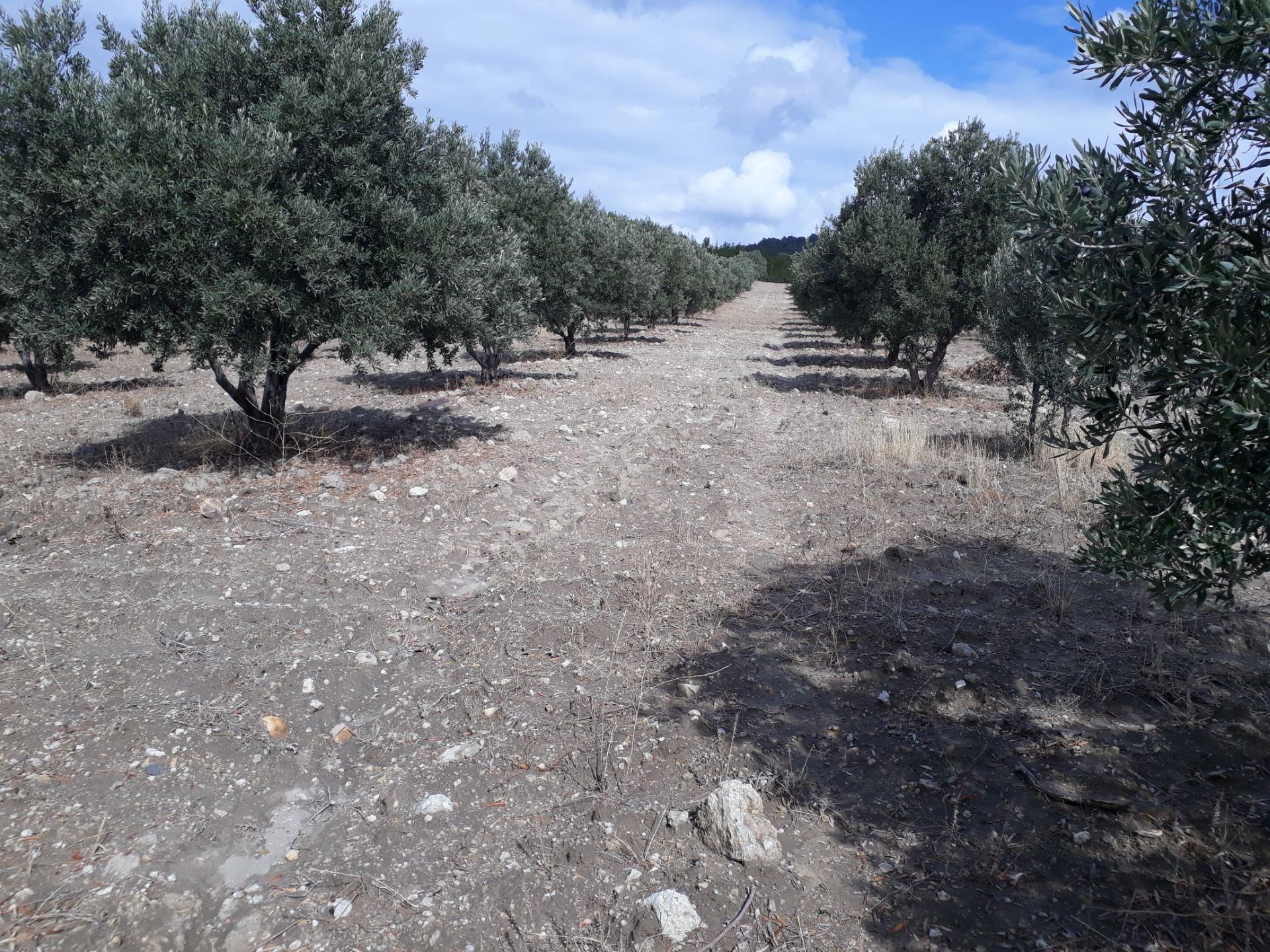 Karacasu Karacaören Mah De Satılık Zeytinlik Ve Taş Yapı 87.500 M2 - Görsel 30