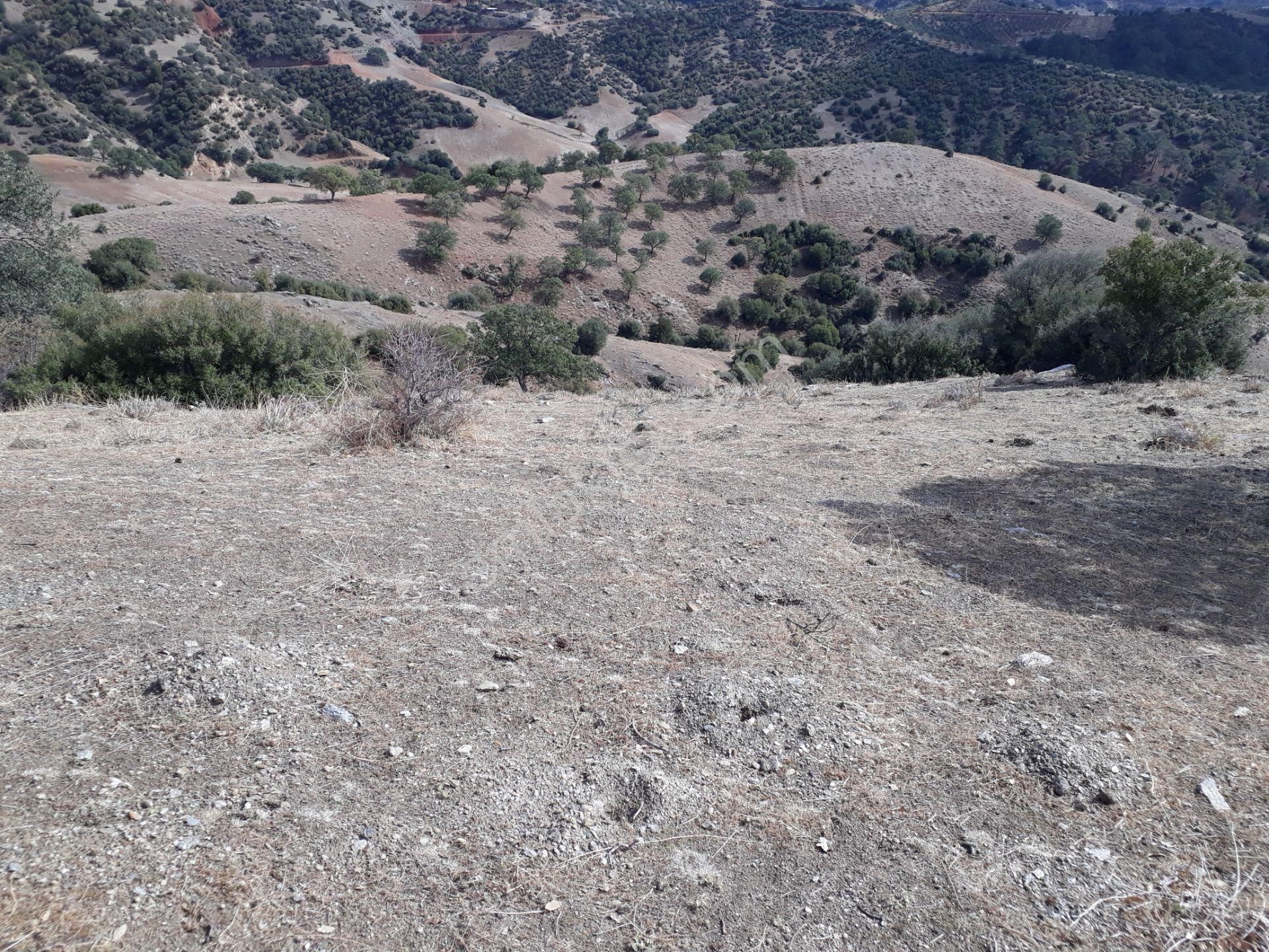 Karacasu Karacaören Mah De Satılık Zeytinlik Ve Taş Yapı 87.500 M2 - Görsel 21
