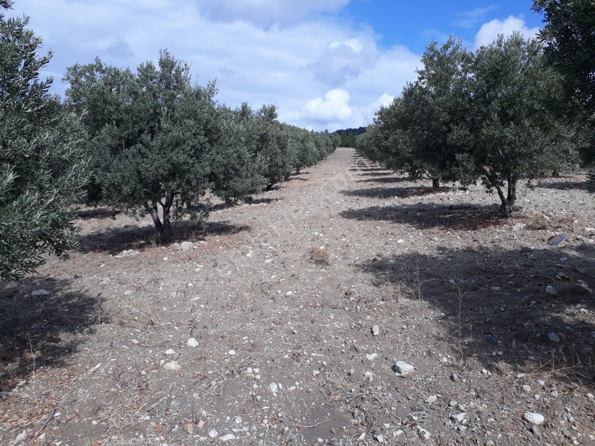 Karacasu Karacaören Mah De Satılık Zeytinlik Ve Taş Yapı 87.500 M2 - Görsel 31