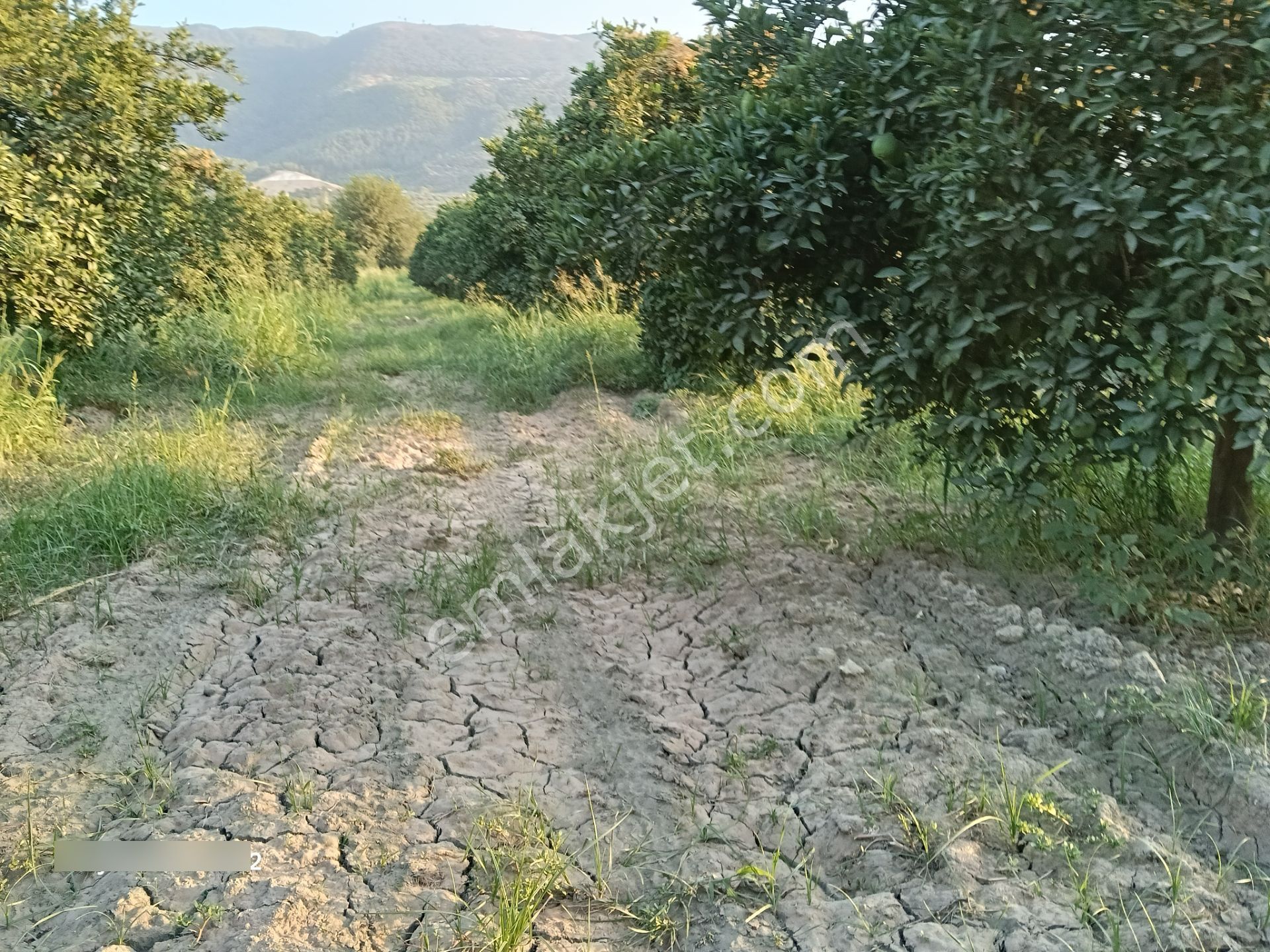 Pirlibey Mahallesinde Satılık Portakal Bahçesi - Görsel 23