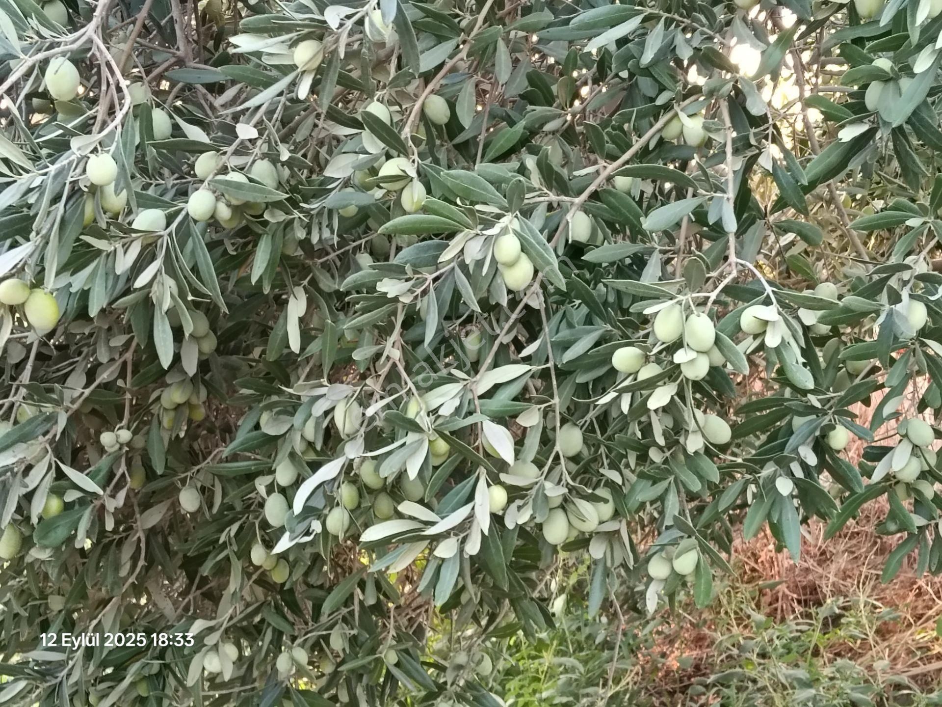 Pirlibey Mahallesinde Satılık Portakal Bahçesi - Görsel 3
