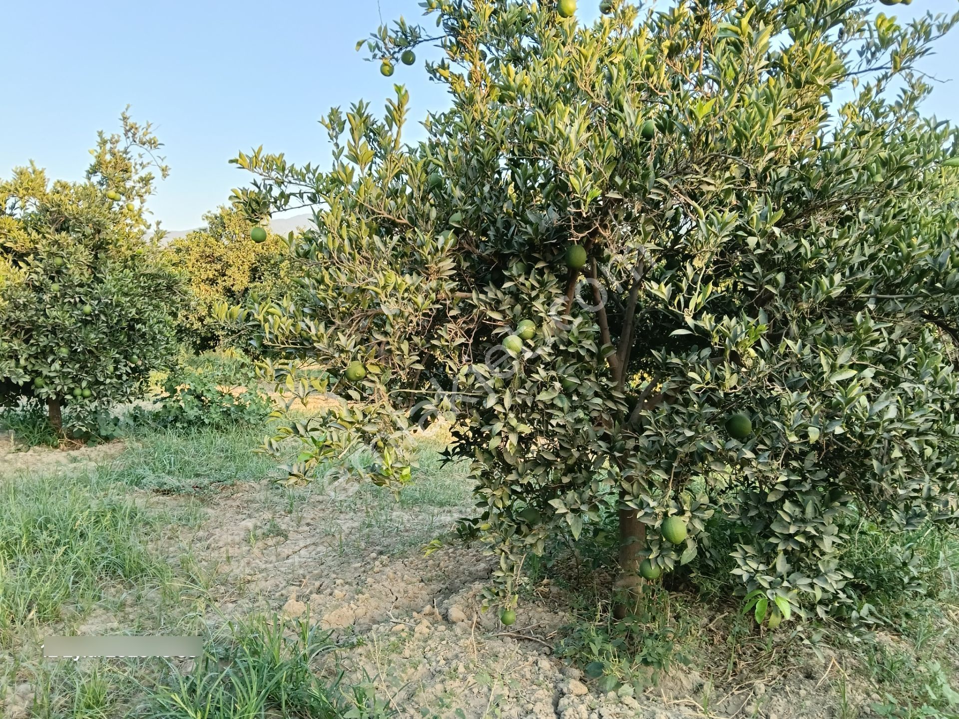Pirlibey Mahallesinde Satılık Portakal Bahçesi - Görsel 27