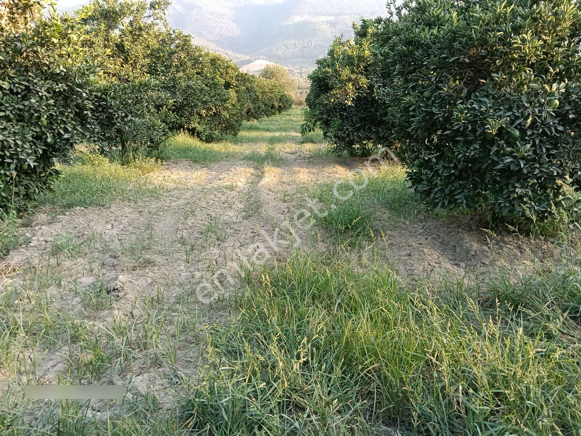 Pirlibey Mahallesinde Satılık Portakal Bahçesi - Görsel 25