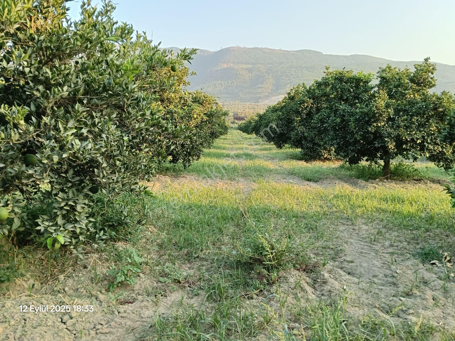 Pirlibey Mahallesinde Satılık Portakal Bahçesi - Görsel 26