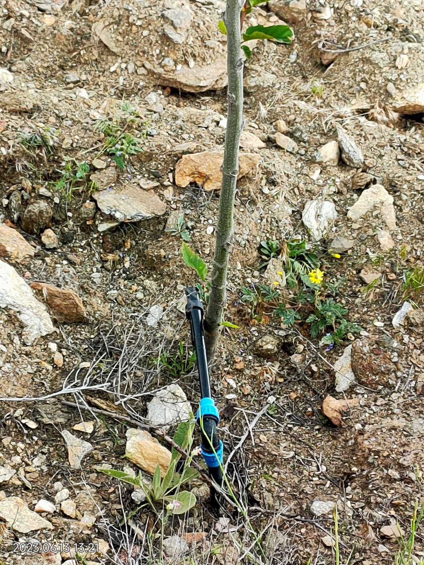 Bozdoğan Asma Mahallesin De Satılık 74 Dönüm Kestanelik - Görsel 34