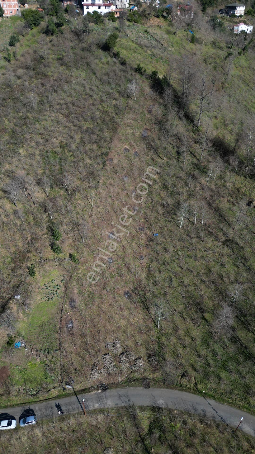 Century 21'den Perşembe Medreseönü'nde 1228 M2 Yatırımlık Bahçe - Görsel 18