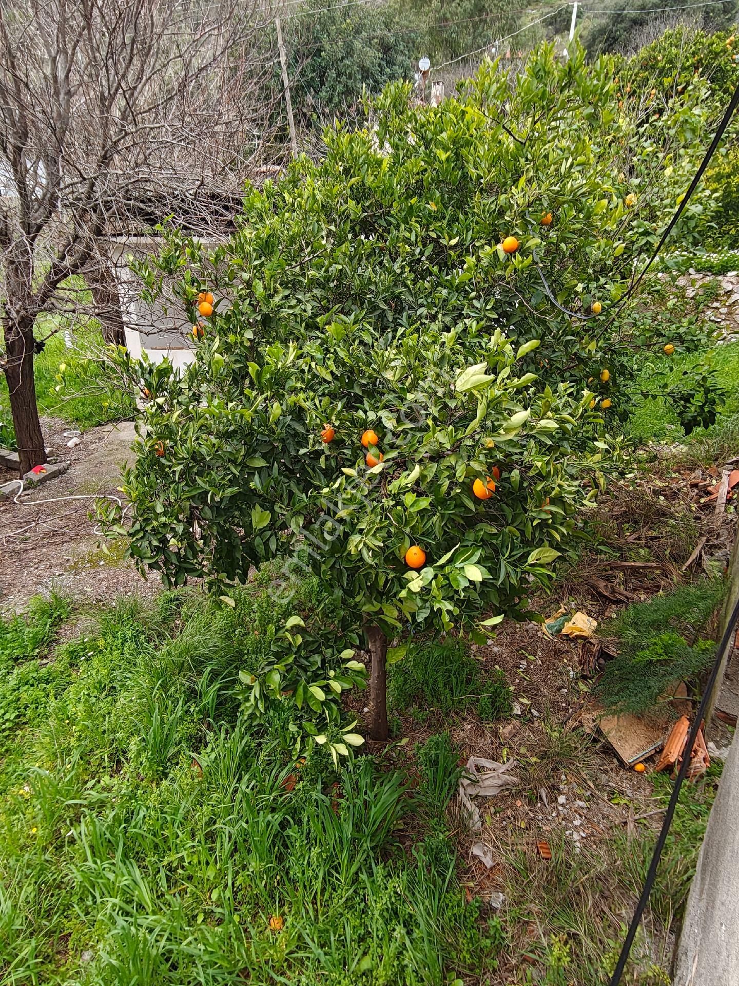 Muğla Ortaca Karadonlar - Görsel 7