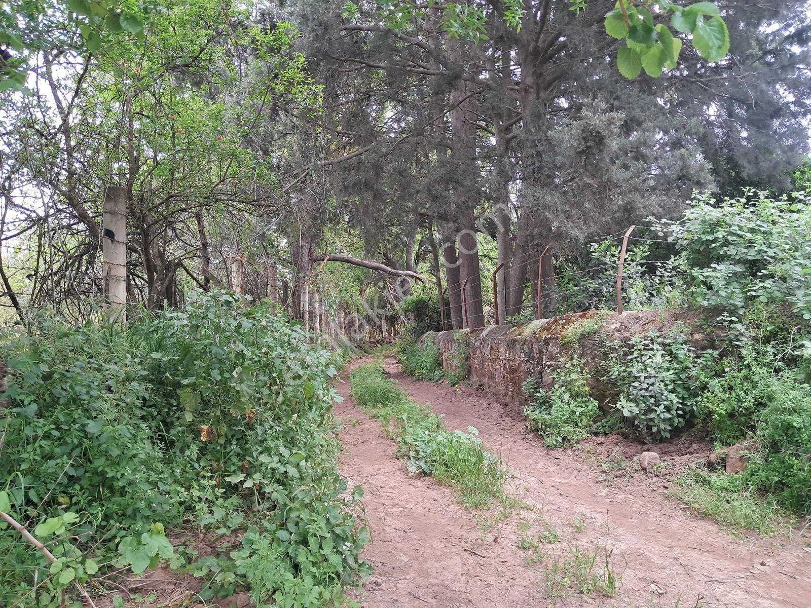 Bodrum Peksimet'te Satılık 4 Dönüm Tarla - Görsel 6