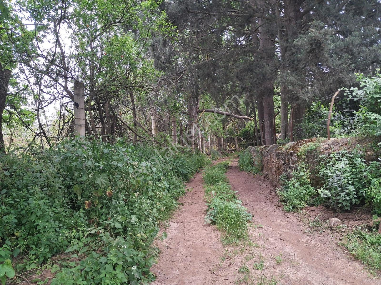 Bodrum Peksimet'te Satılık 4 Dönüm Tarla - Görsel 11