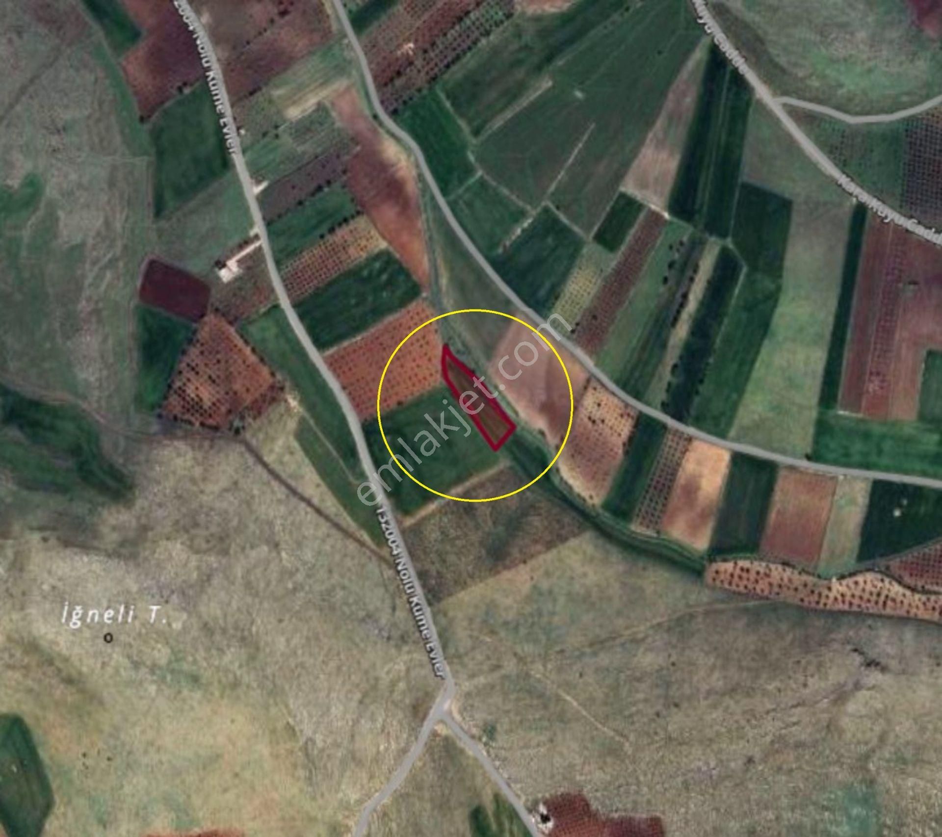 Gülpınar Da Satılık Tek Tapu 3,5 Dönüm Bağ Yeri - Görsel 16