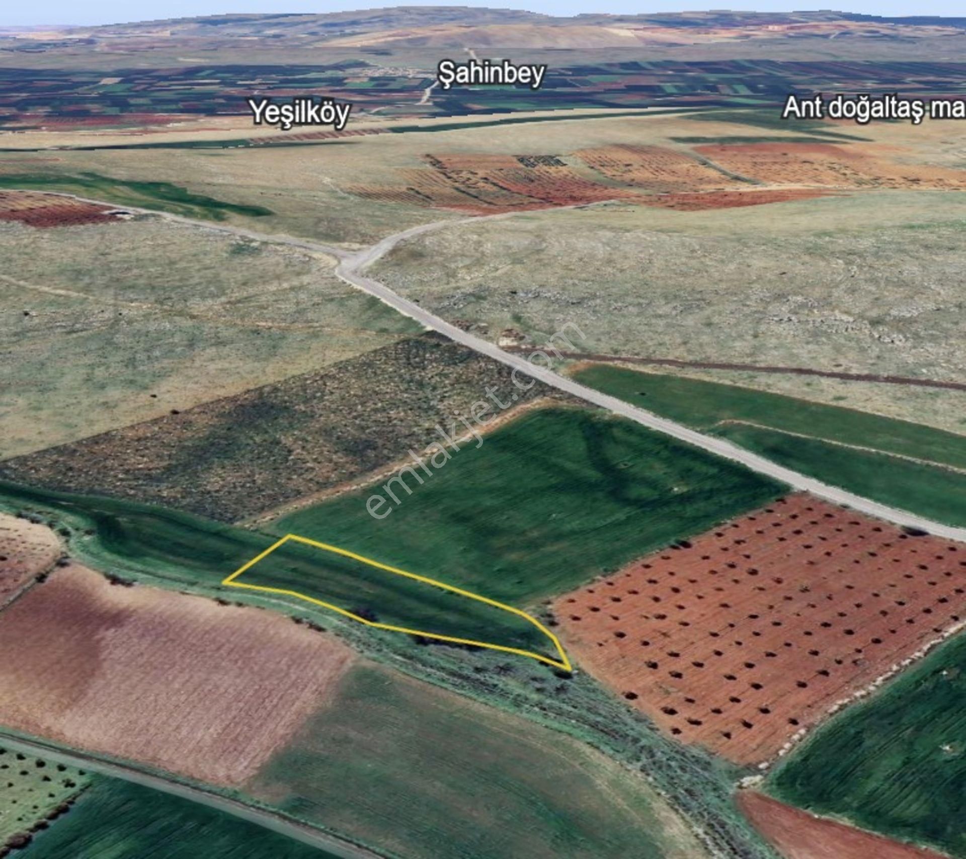 Gülpınar Da Satılık Tek Tapu 3,5 Dönüm Bağ Yeri - Görsel 5