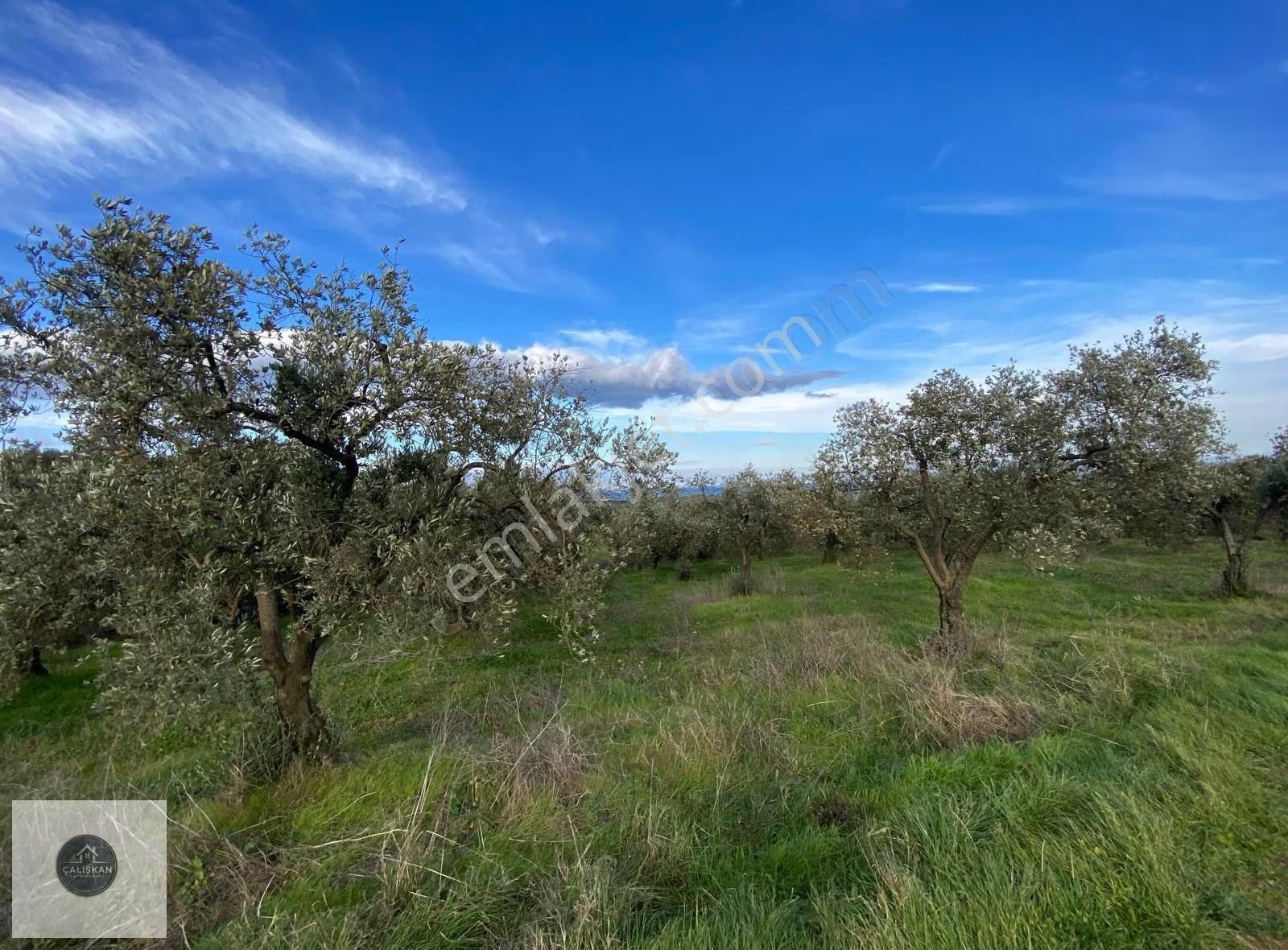 Mudanya Söğütpınar Deniz Manzaralı Yola Cephe 4,361 M2 Zeytinlik - Görsel 6