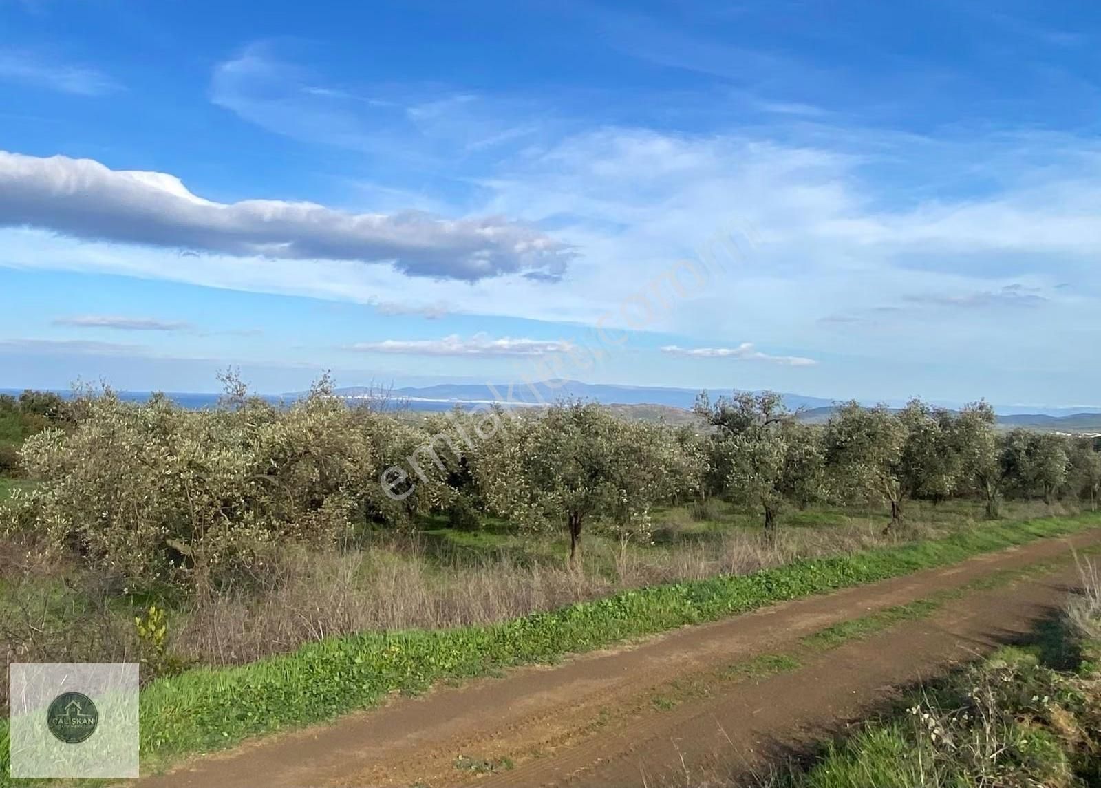 Mudanya Söğütpınar Deniz Manzaralı Yola Cephe 4,361 M2 Zeytinlik