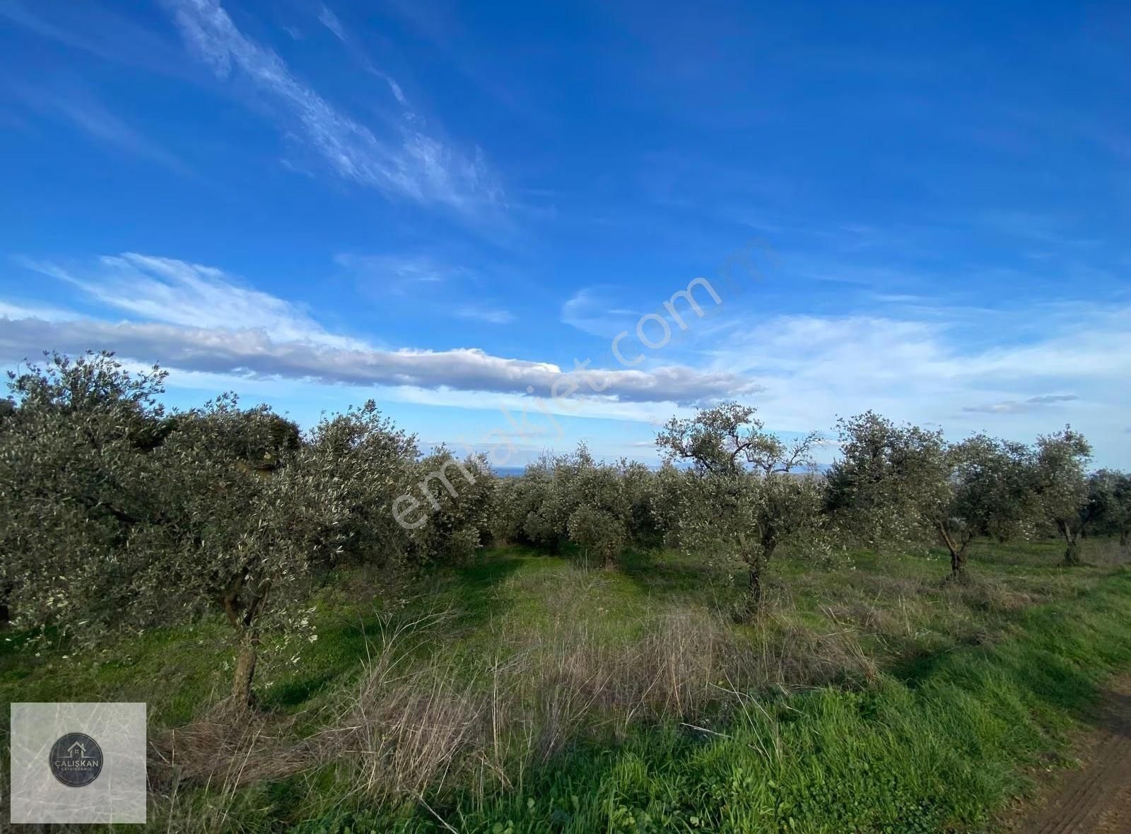 Mudanya Söğütpınar Deniz Manzaralı Yola Cephe 4,361 M2 Zeytinlik - Görsel 7
