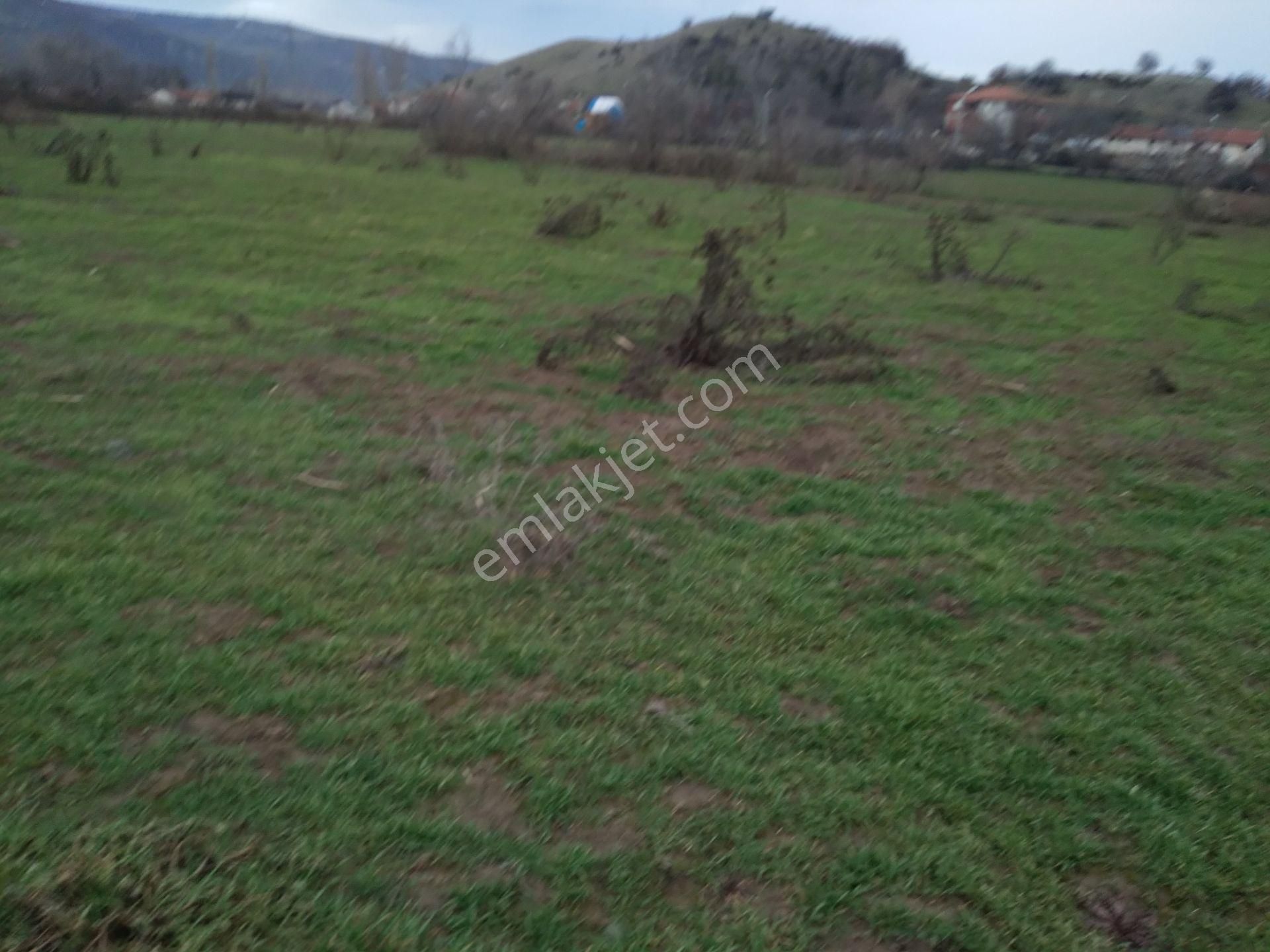 Satılık Tarla Anas Emlak Tan - Görsel 5