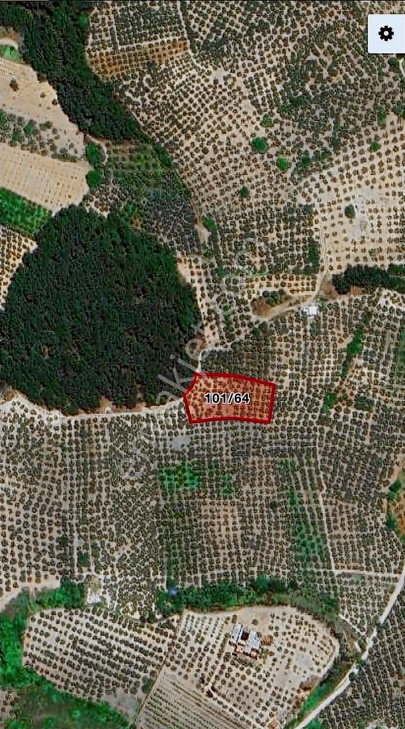 Mudanya Aydınpınarda Satılık Zeytinlik - Görsel 4