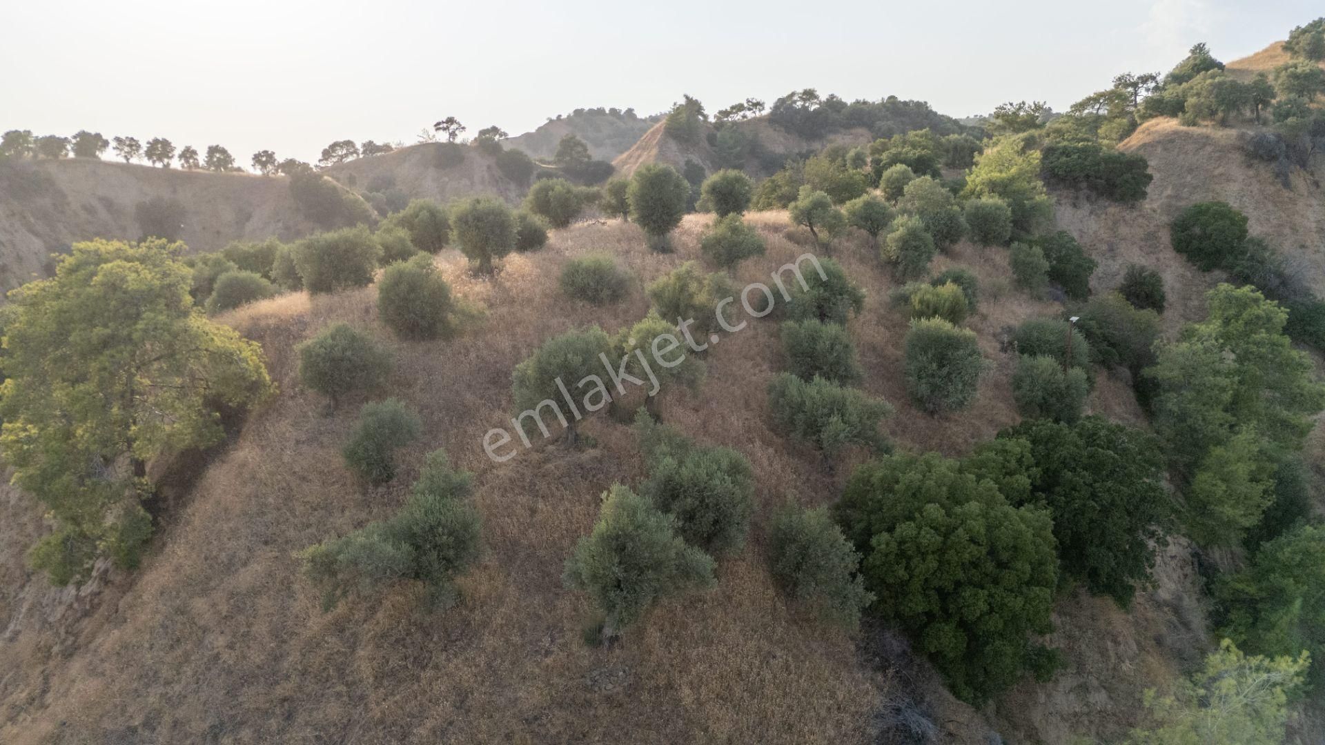 Sultanhisar Atça Mahallesinde Satılık 11 Dönüm Zeytinlik - Görsel 6
